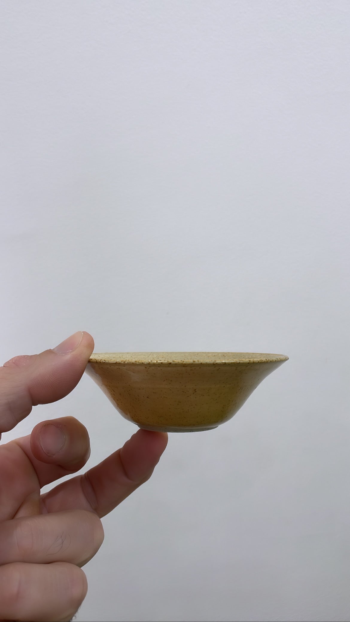Avocado propagation tray