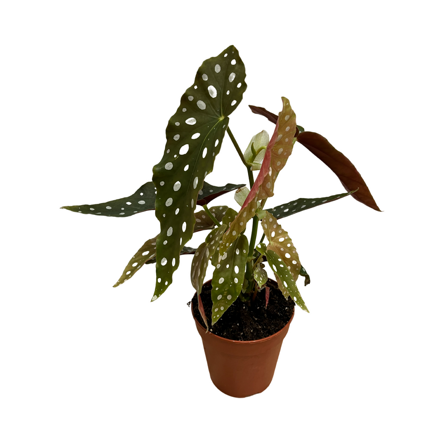 Begonia Maculata