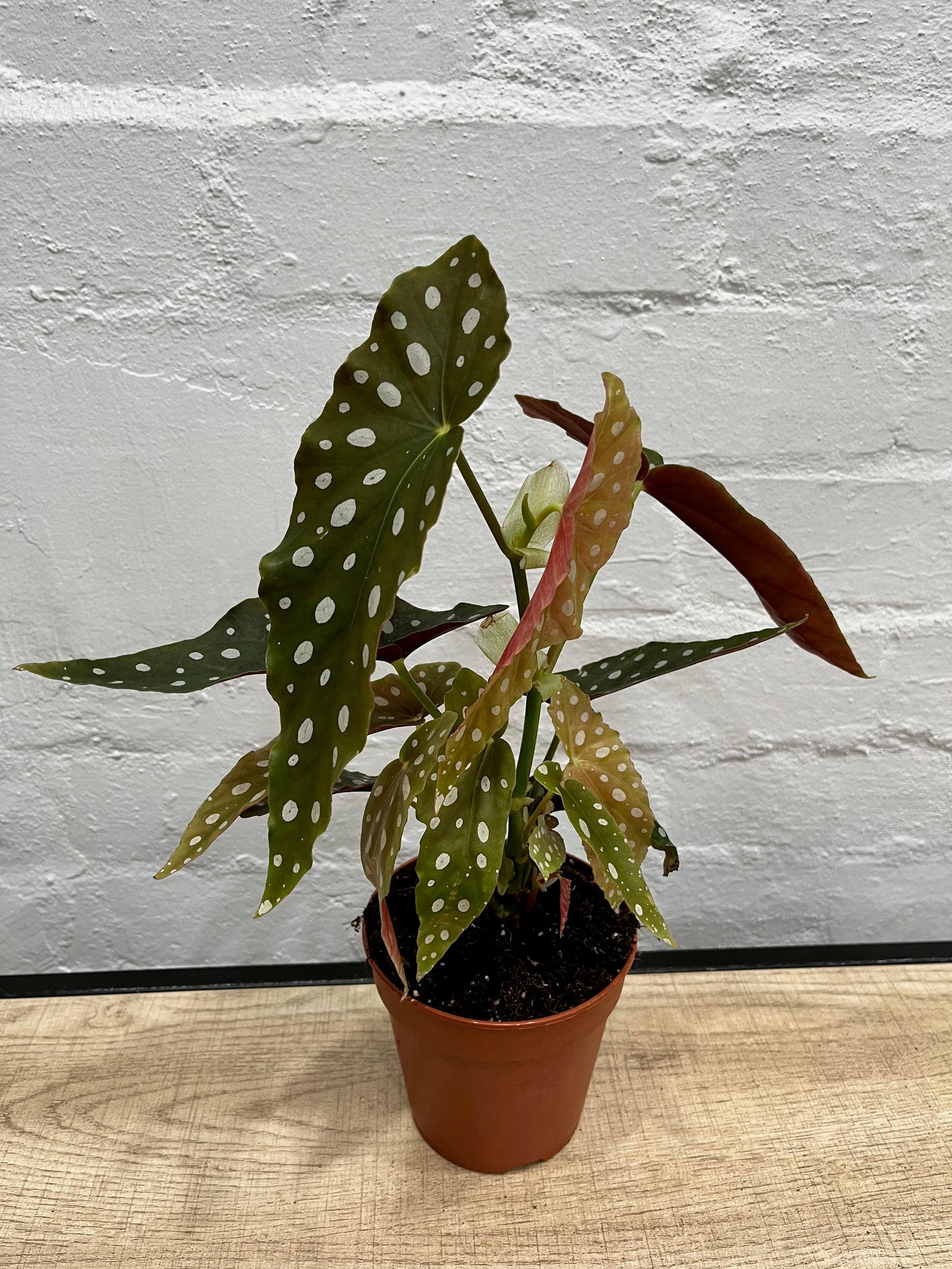 Begonia Maculata 120mm
