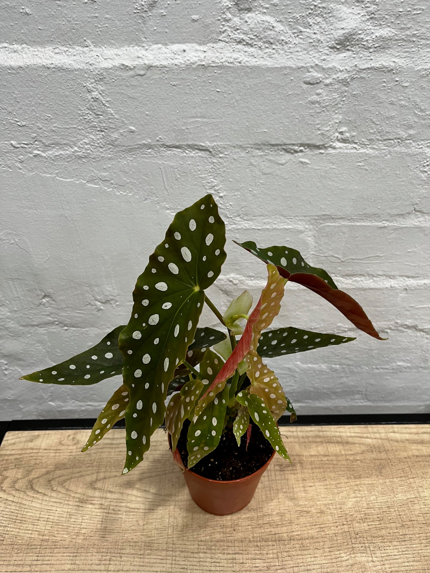 Begonia Maculata 120mm