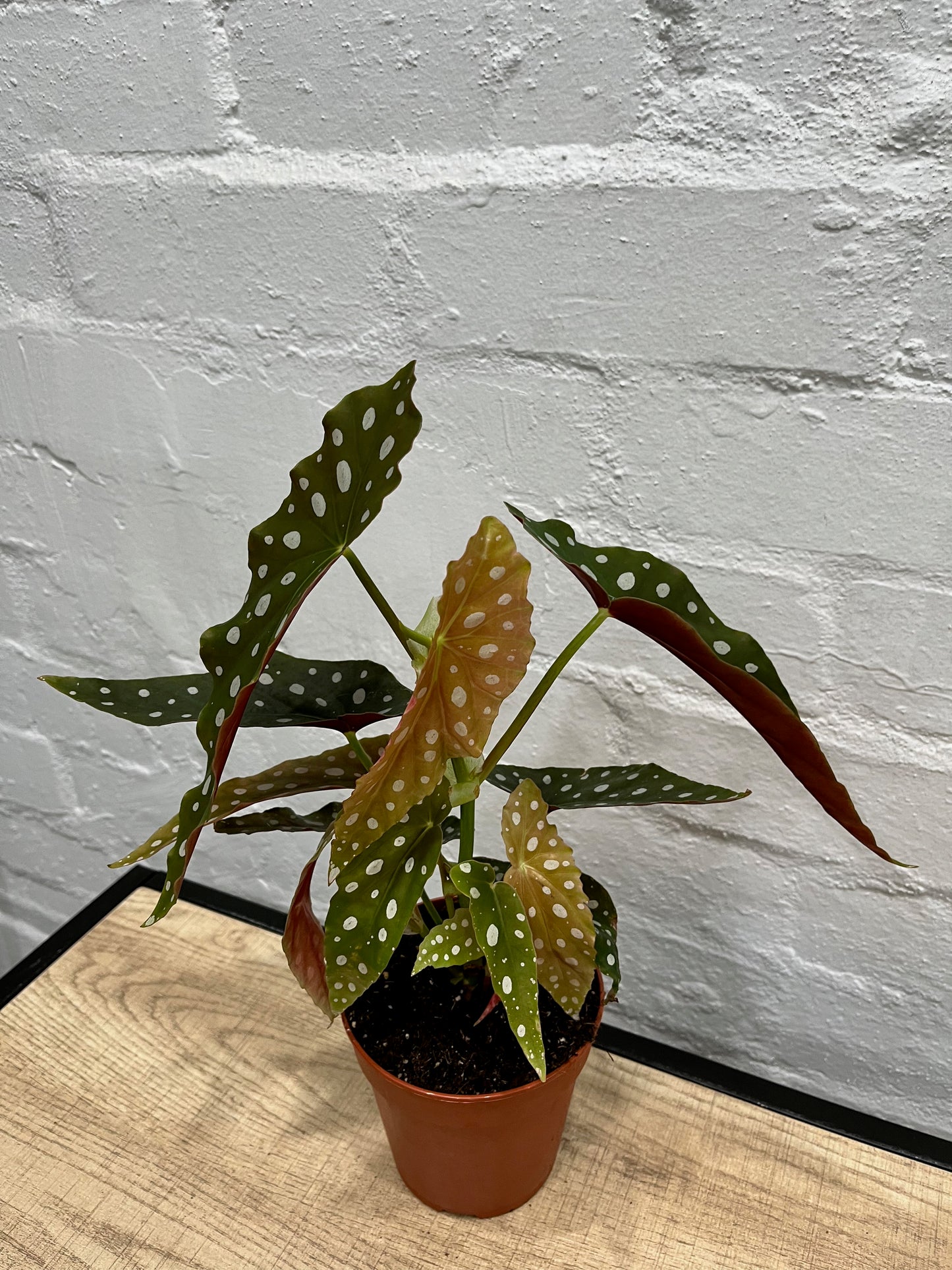 Begonia Maculata 120mm