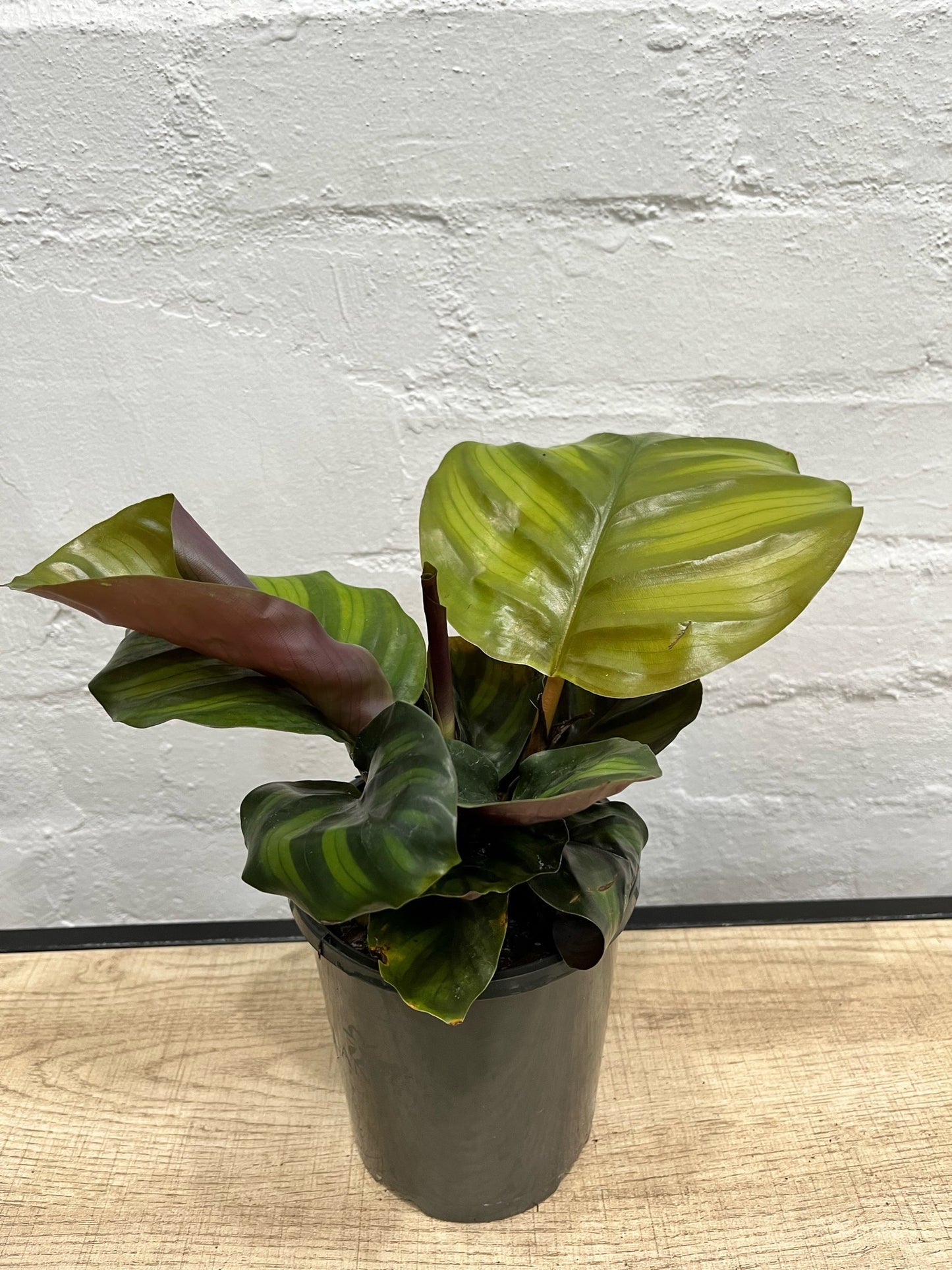 Calathea 'Fasciata' 140mm