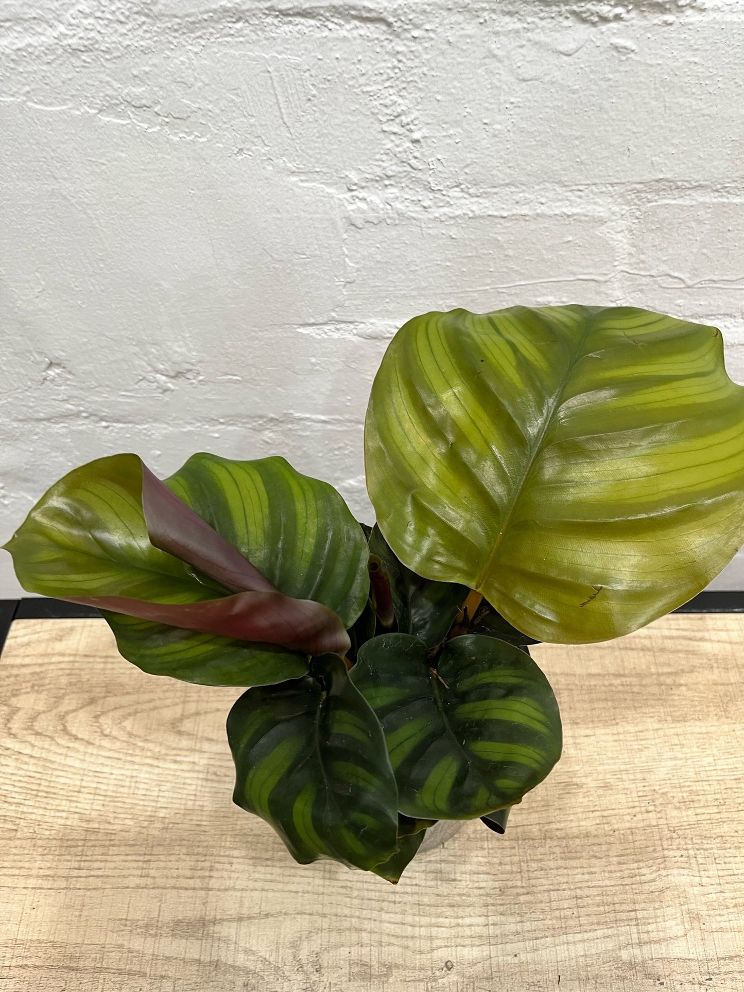 Calathea 'Fasciata' 140mm