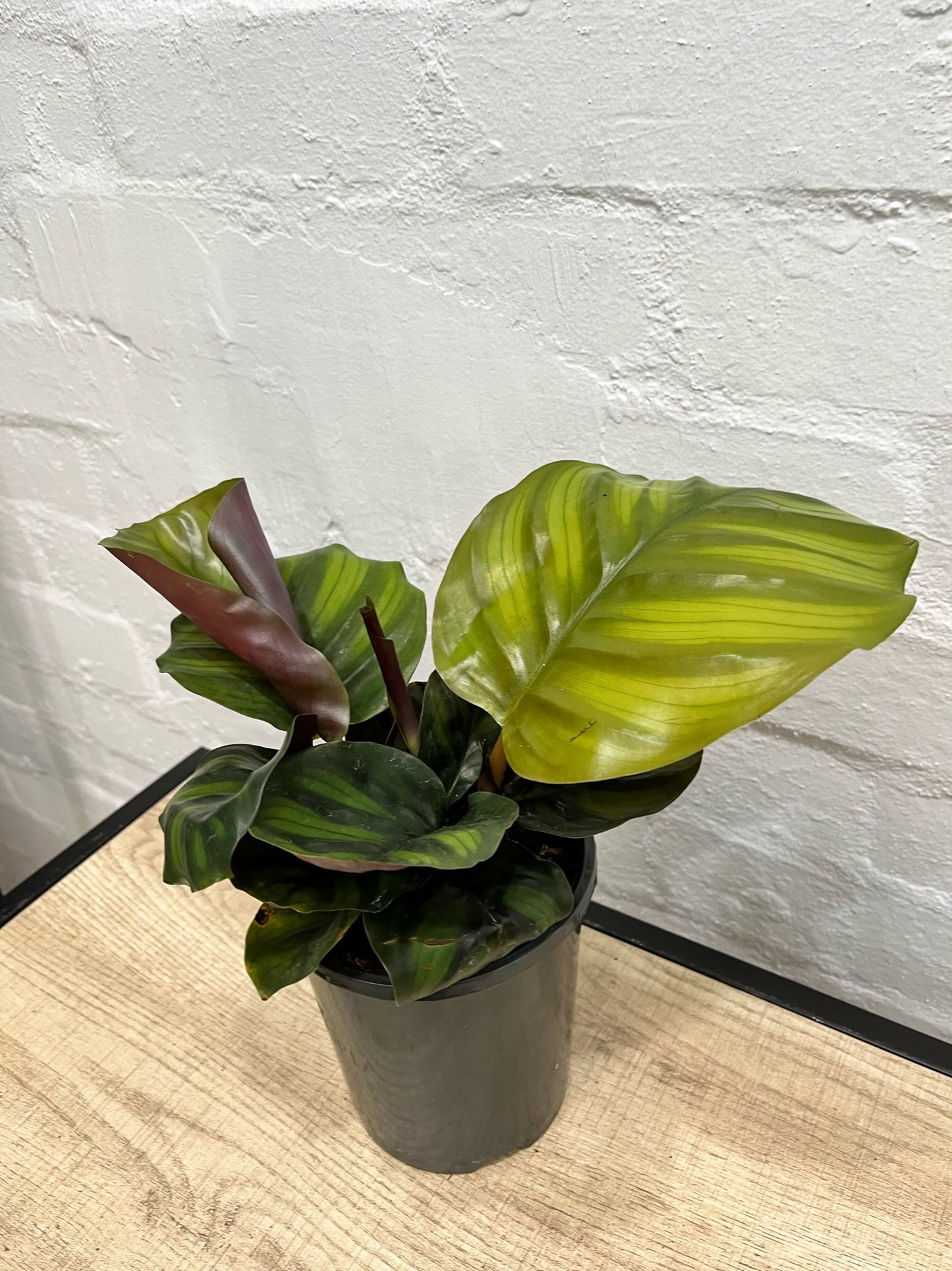Calathea 'Fasciata' 140mm