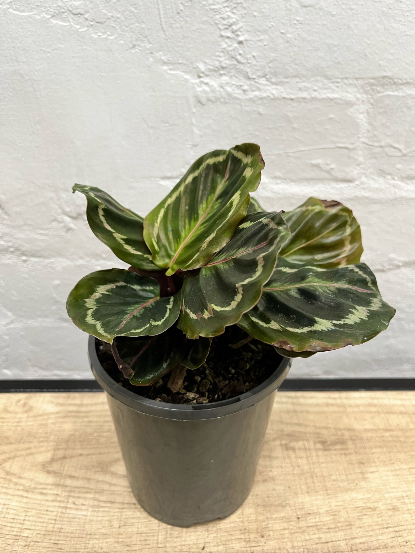 Assorted Calathea Medallion
