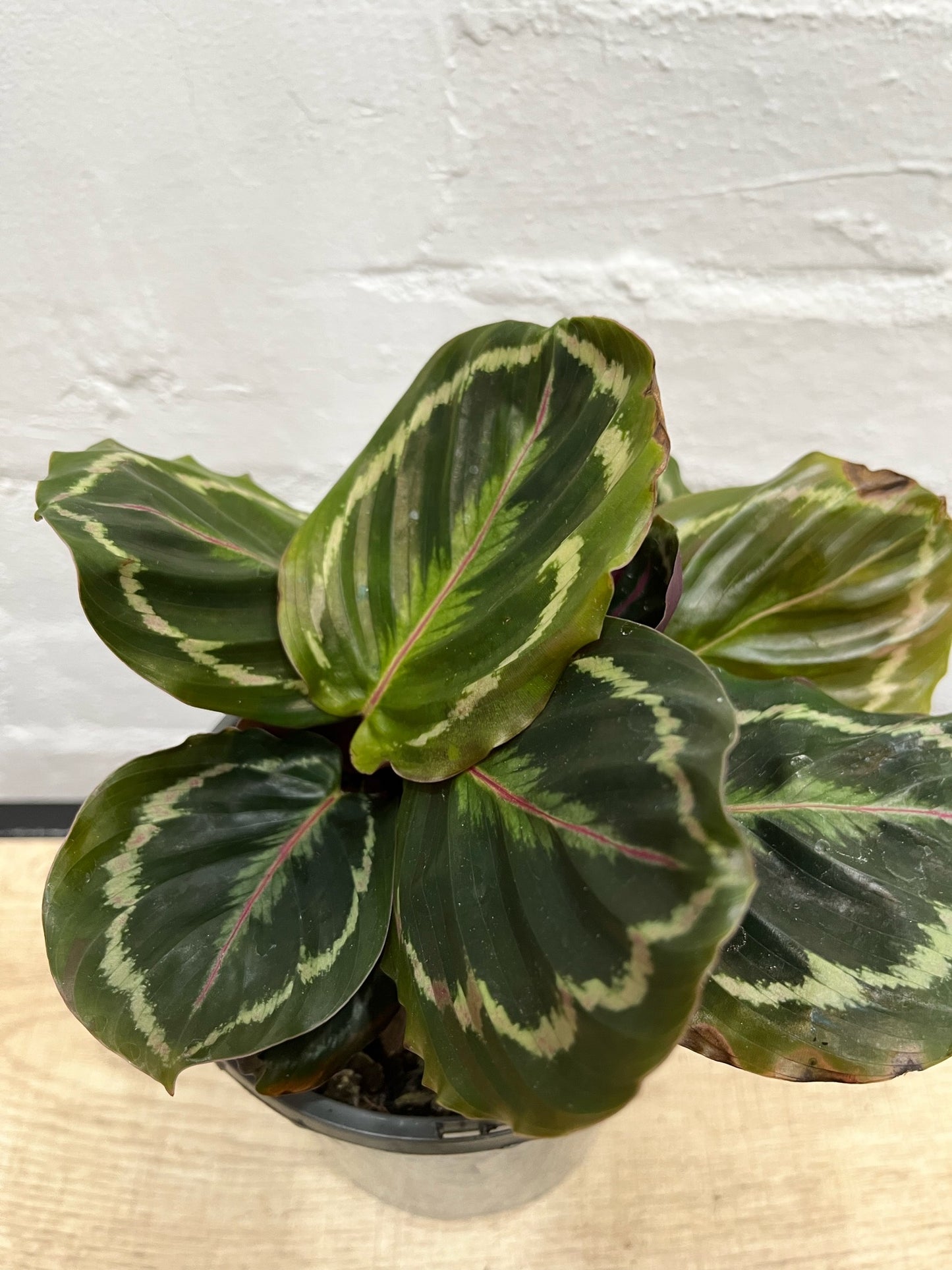 Assorted Calathea Medallion