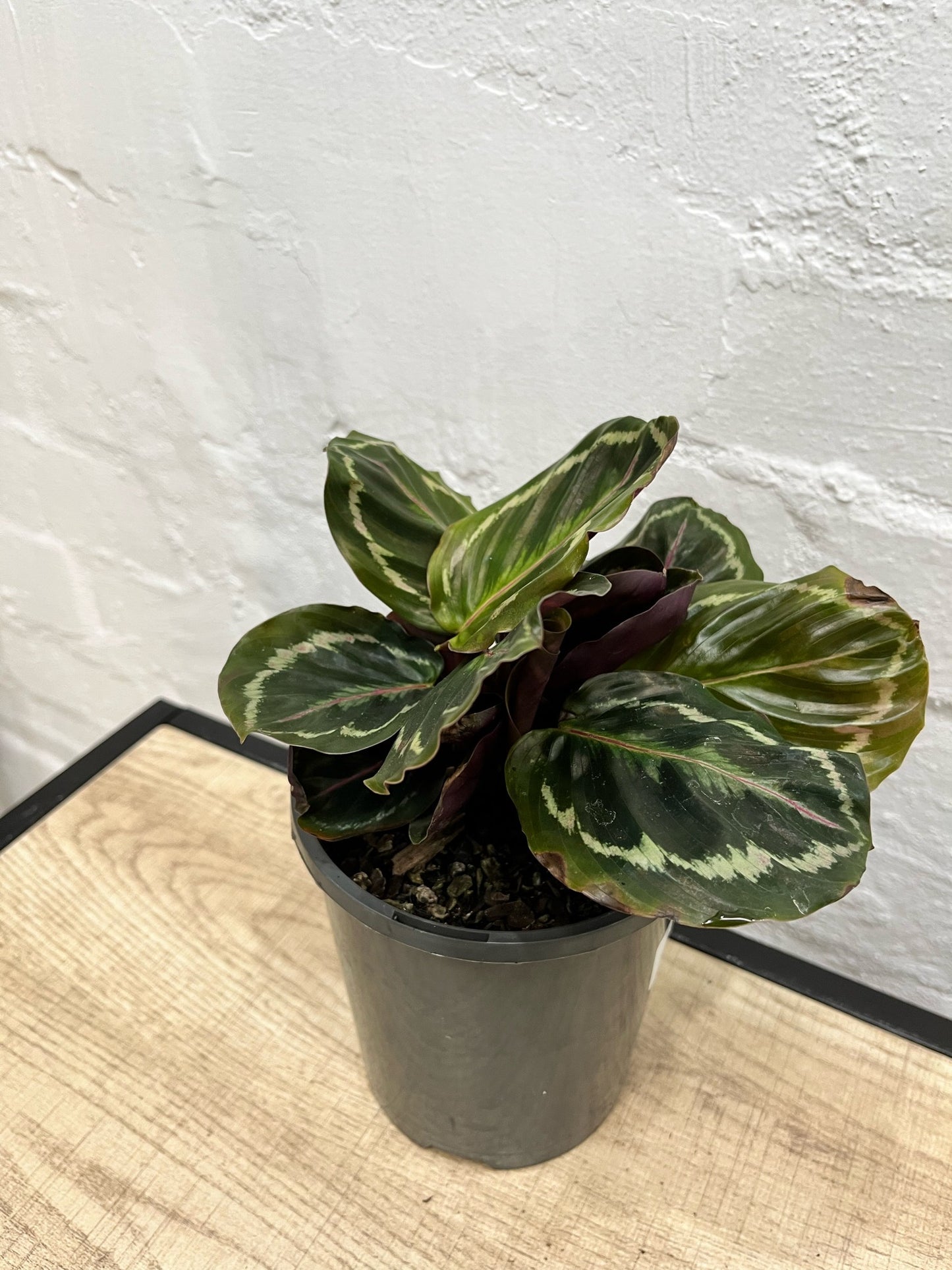 Assorted Calathea Medallion