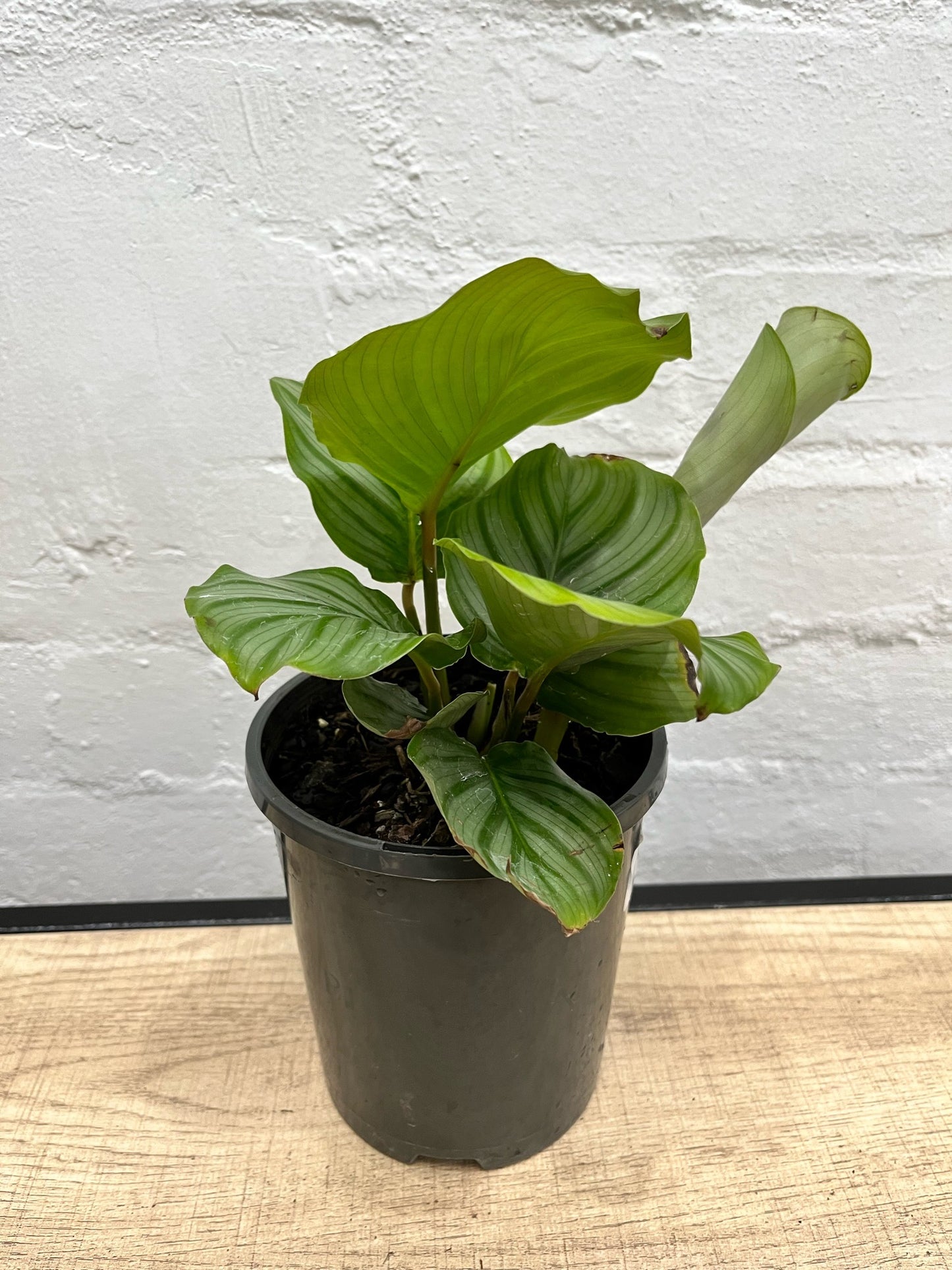 Assorted Calathea Orbifolia