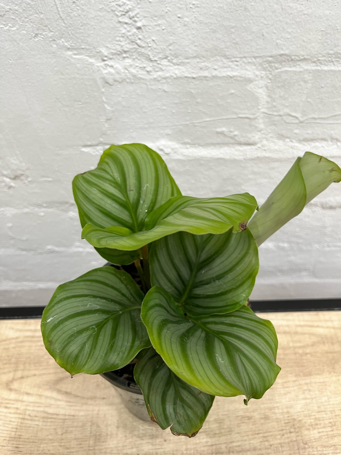 Assorted Calathea Orbifolia