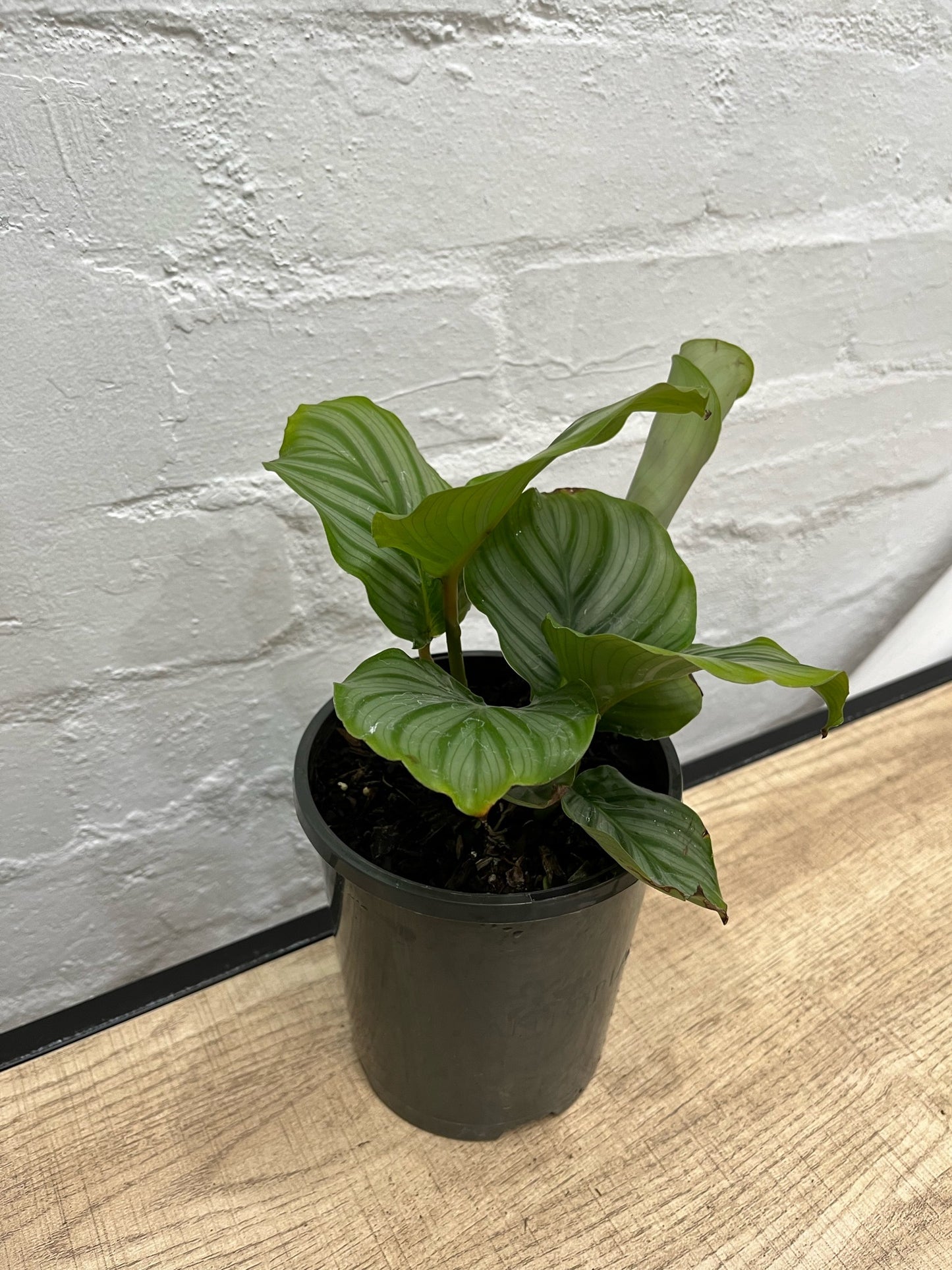 Assorted Calathea Orbifolia