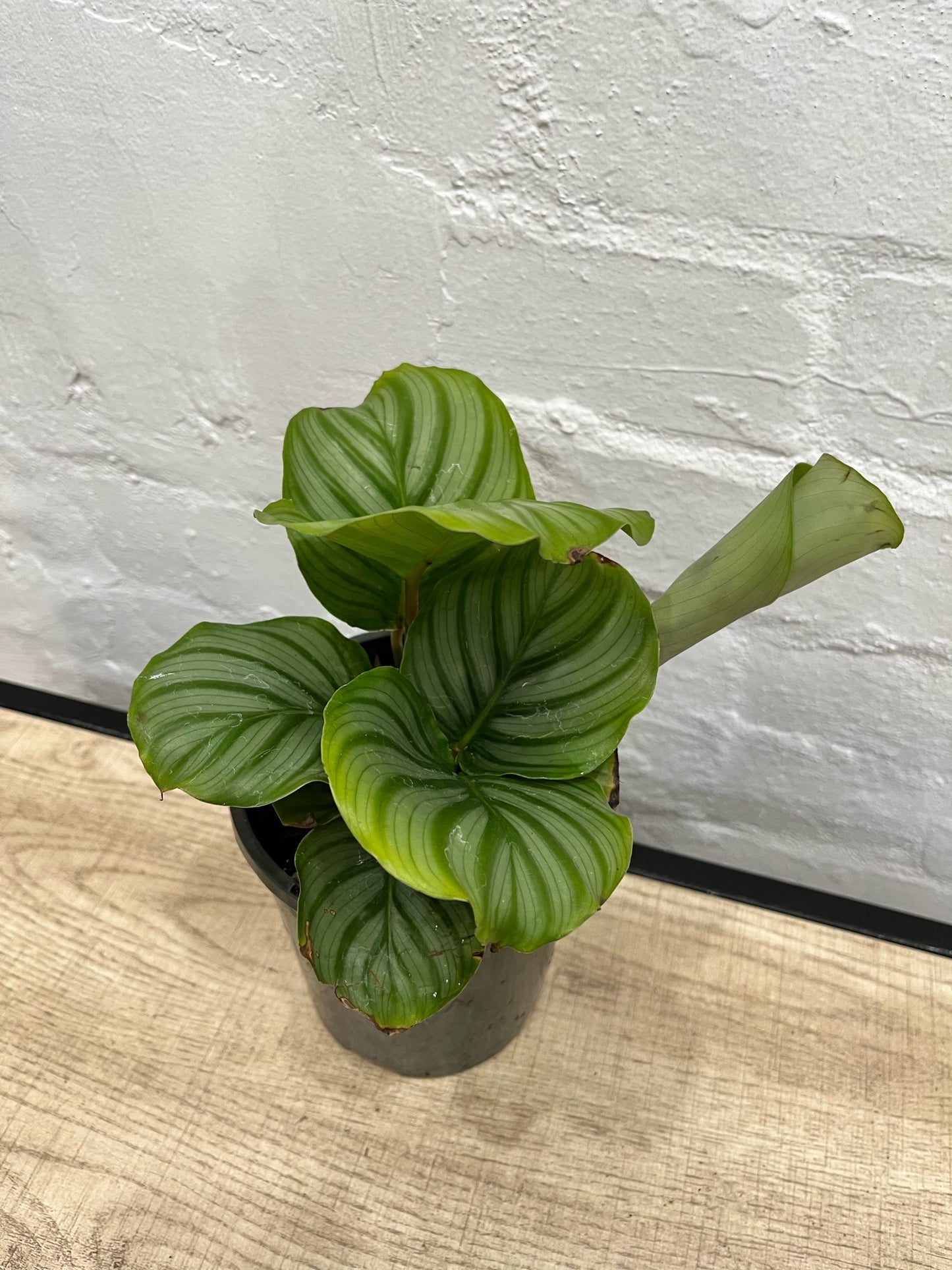 Assorted Calathea Orbifolia