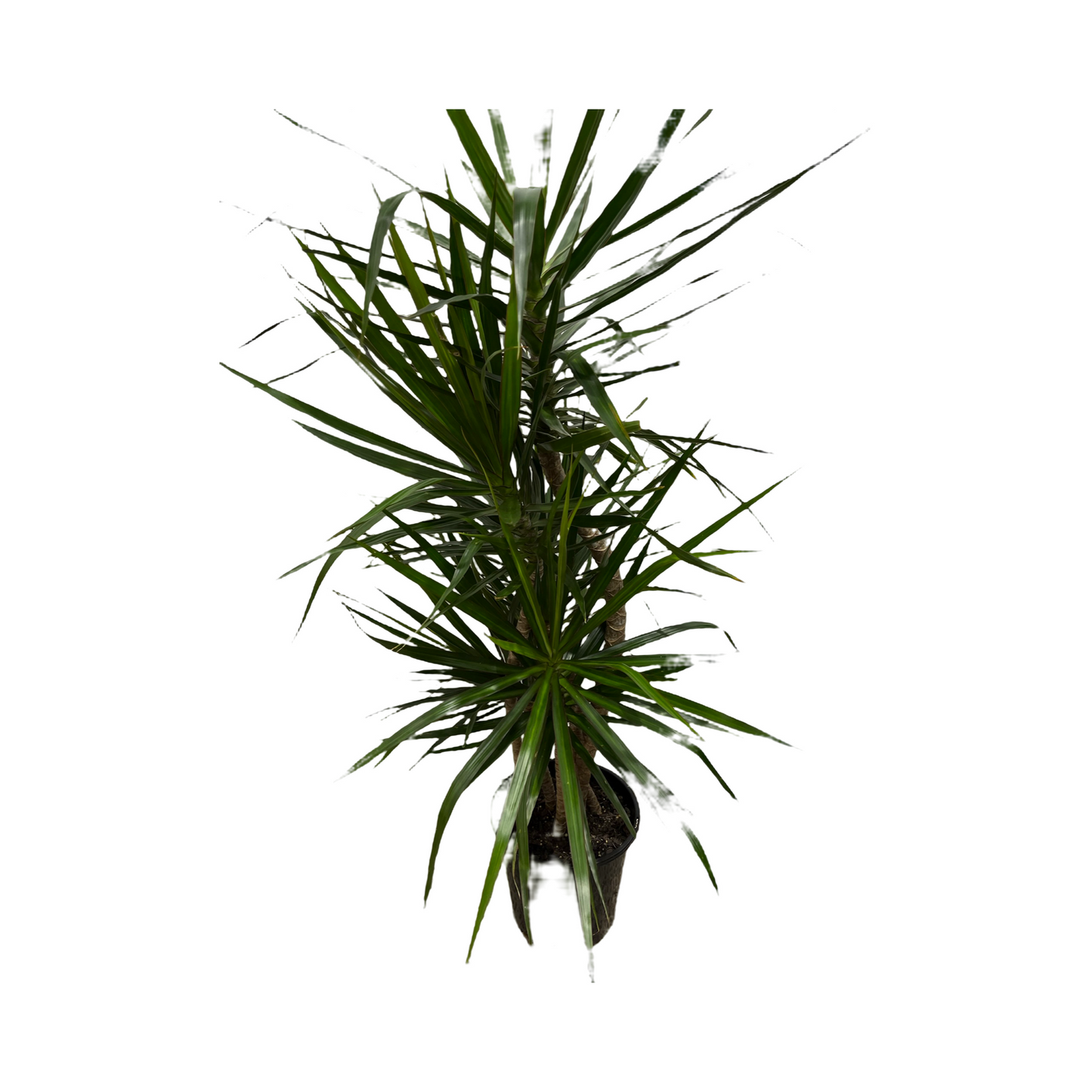 Dracaena marginata