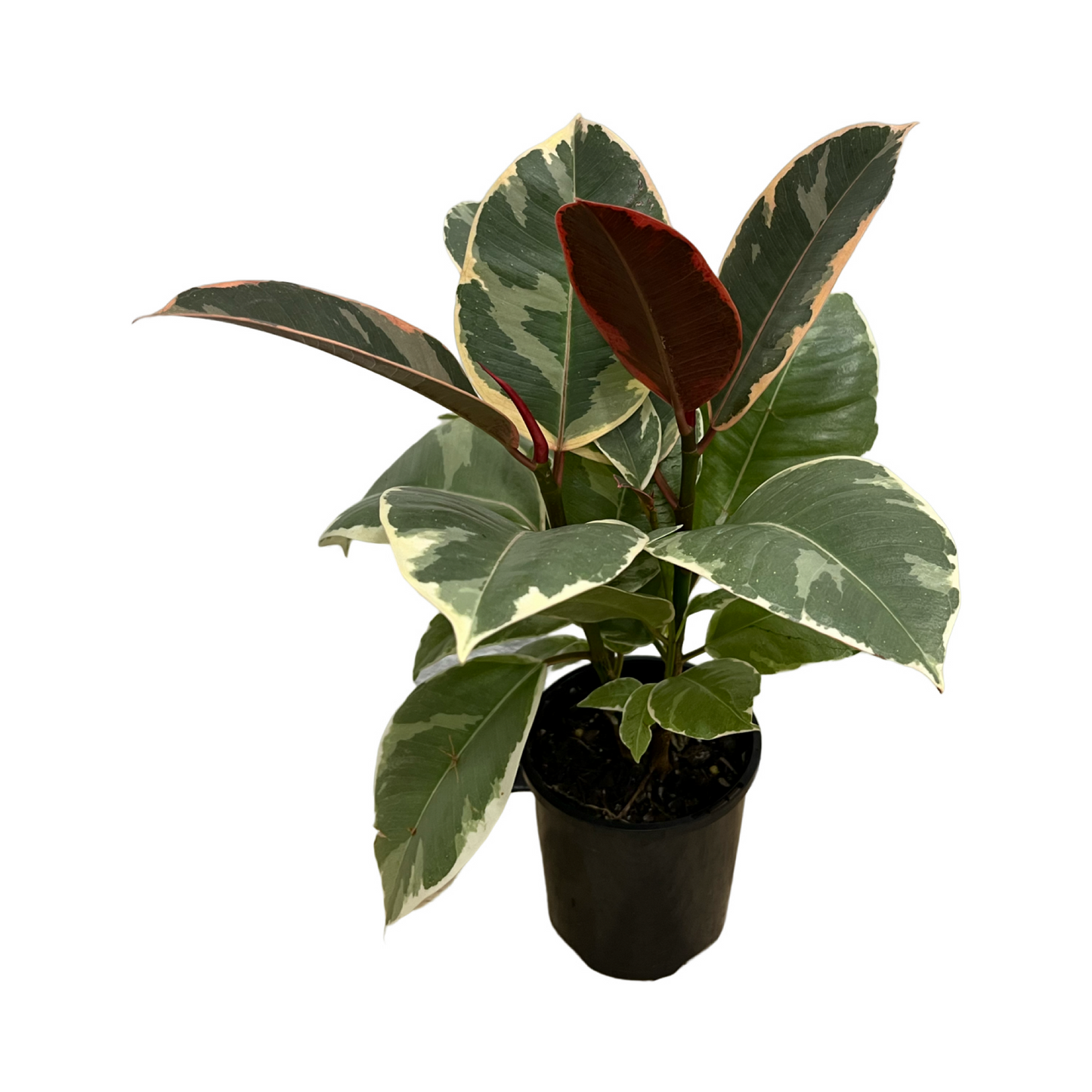 Assorted Ficus elastica Tineke 'Rubber Plant'