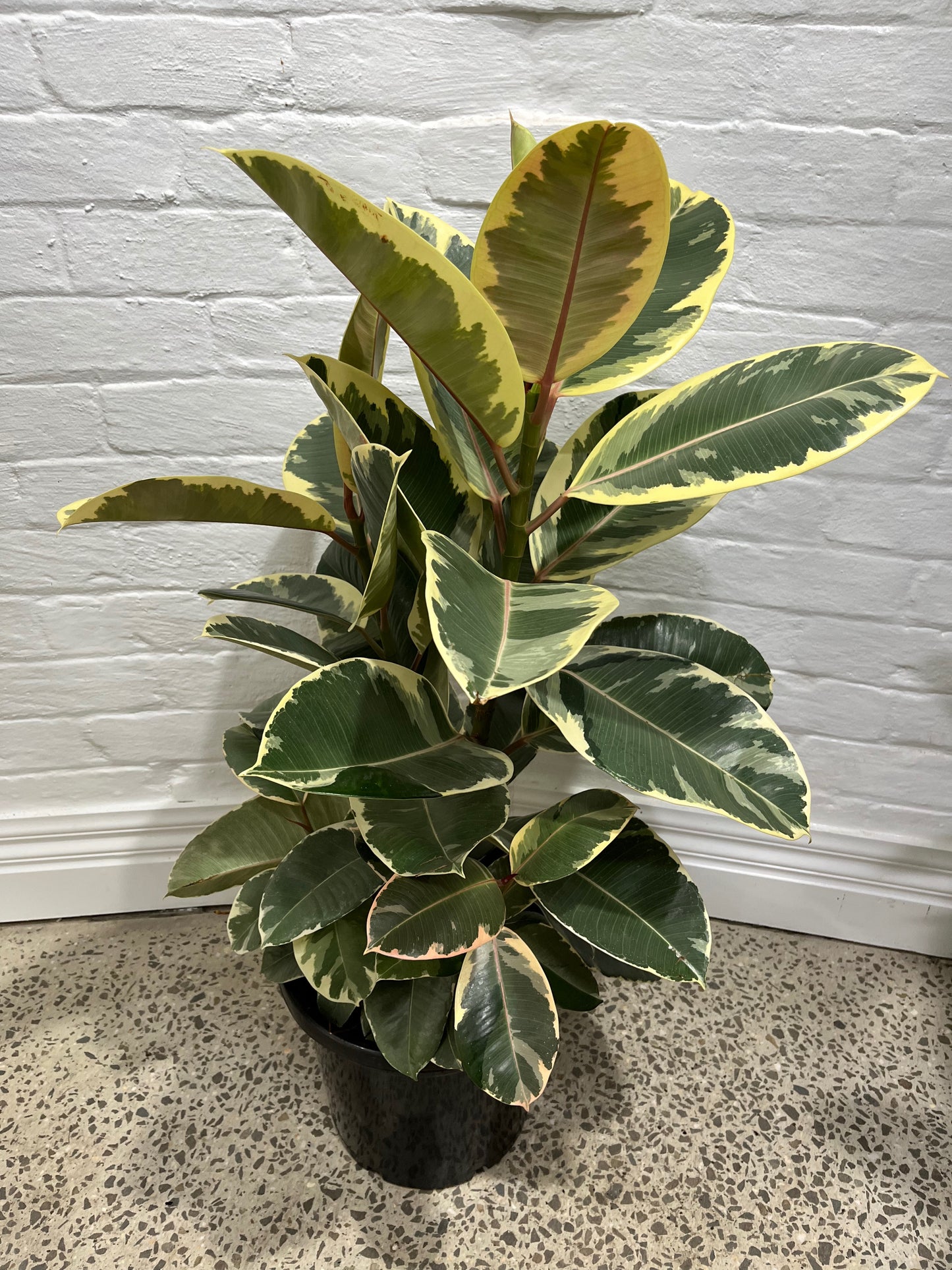 Assorted Ficus elastica Tineke 'Rubber Plant'