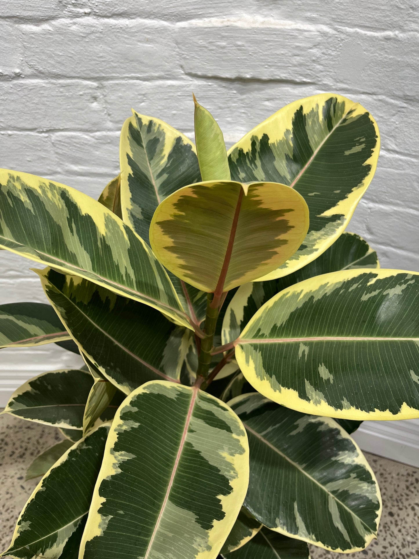Assorted Ficus elastica Tineke 'Rubber Plant'