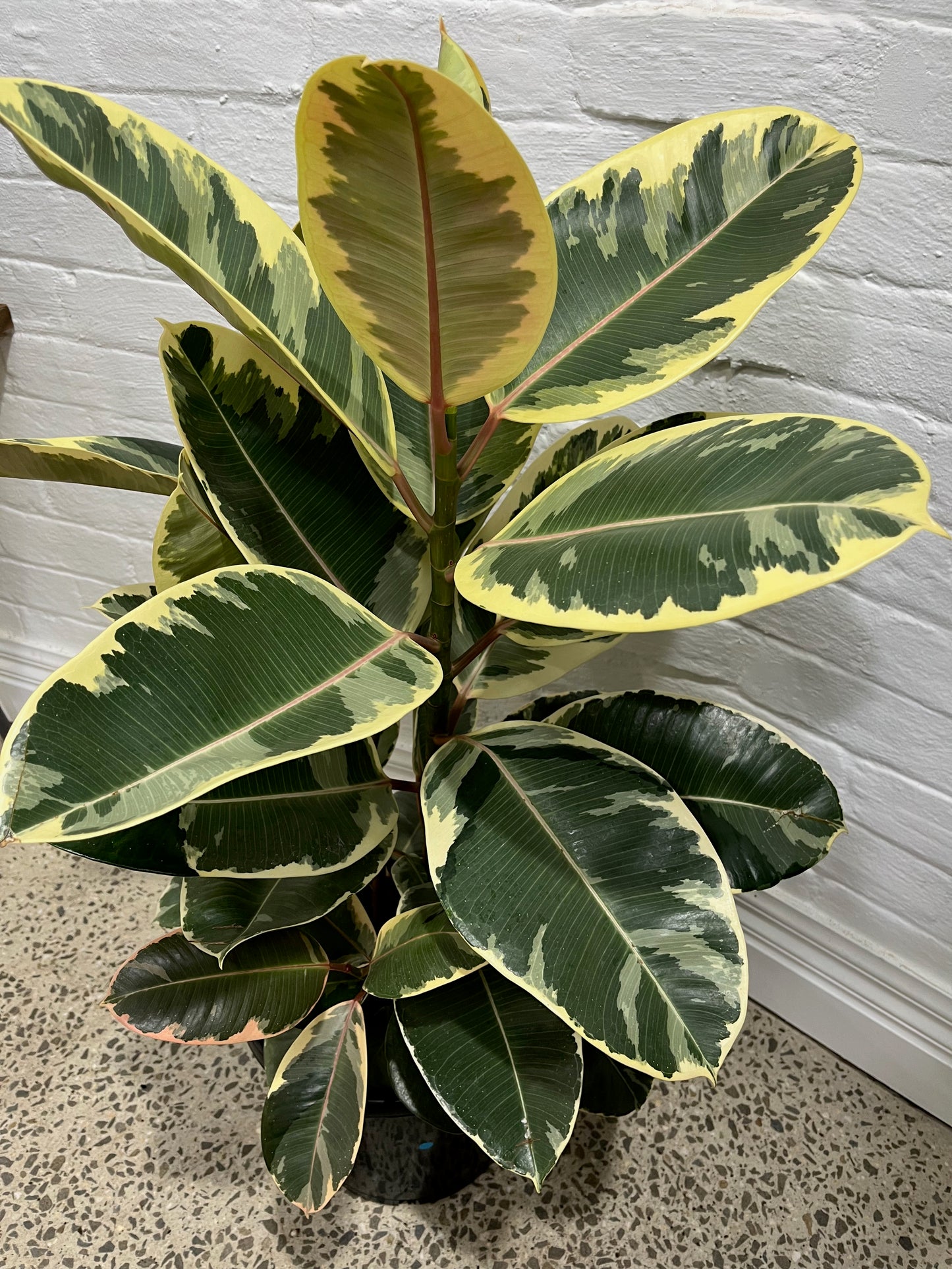 Assorted Ficus elastica Tineke 'Rubber Plant'
