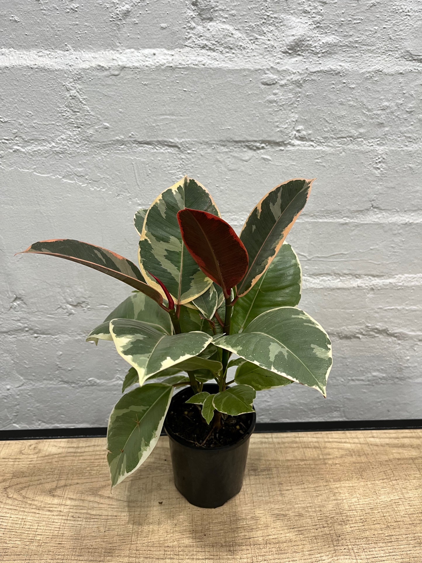 Assorted Ficus elastica Tineke 'Rubber Plant'