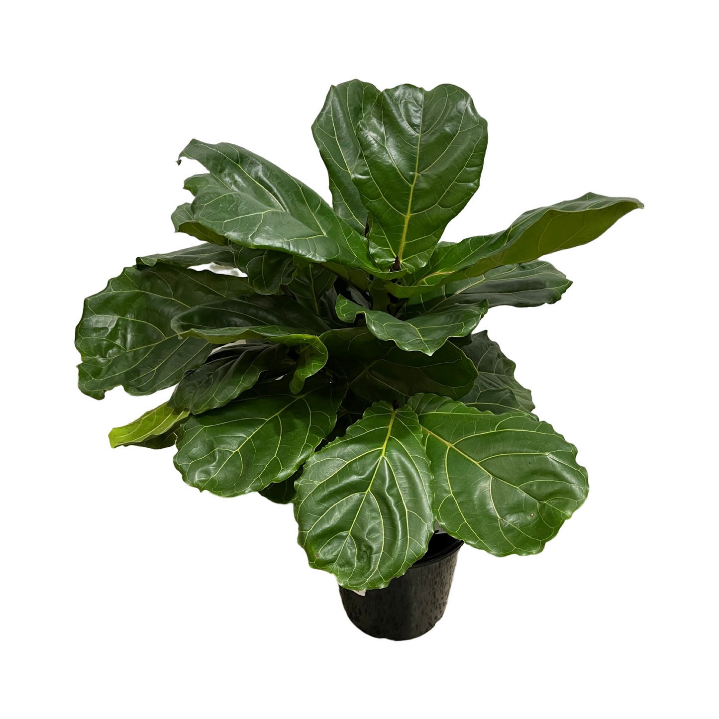 Assorted Fiddle Leaf Fig - Ficus Lyrata