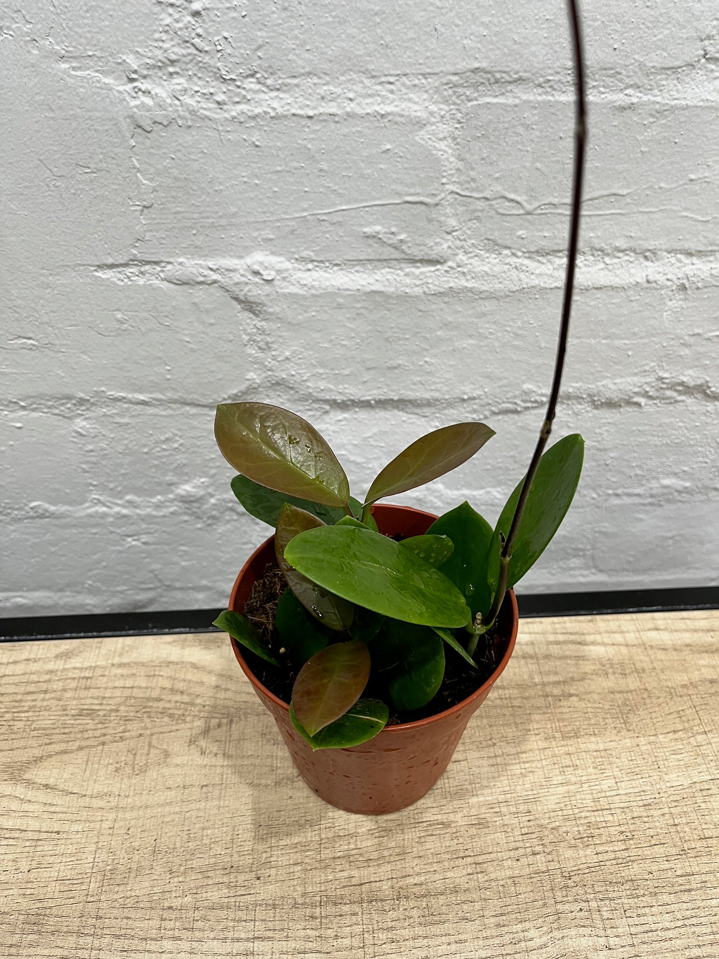 Hoya australis