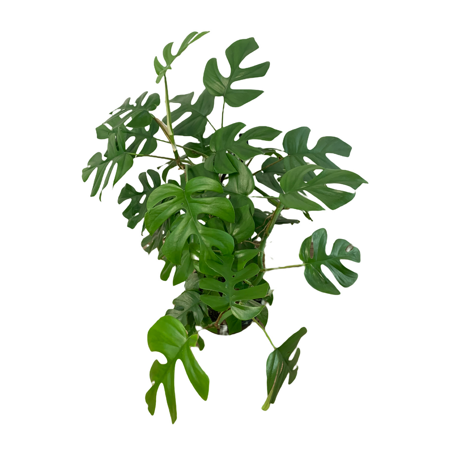 Rhaphidophora Tetrasperma 'Mini Monstera'