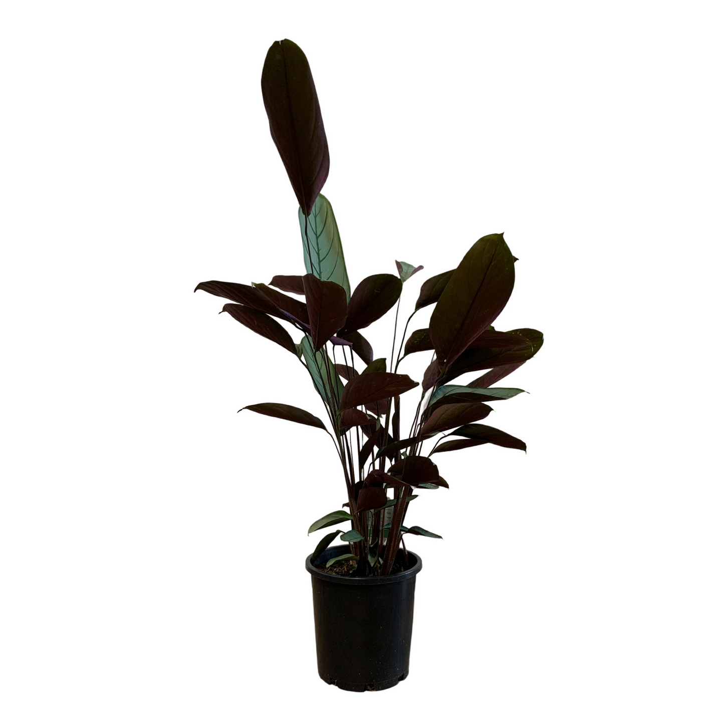 Ctenanthe Setosa Grey Star