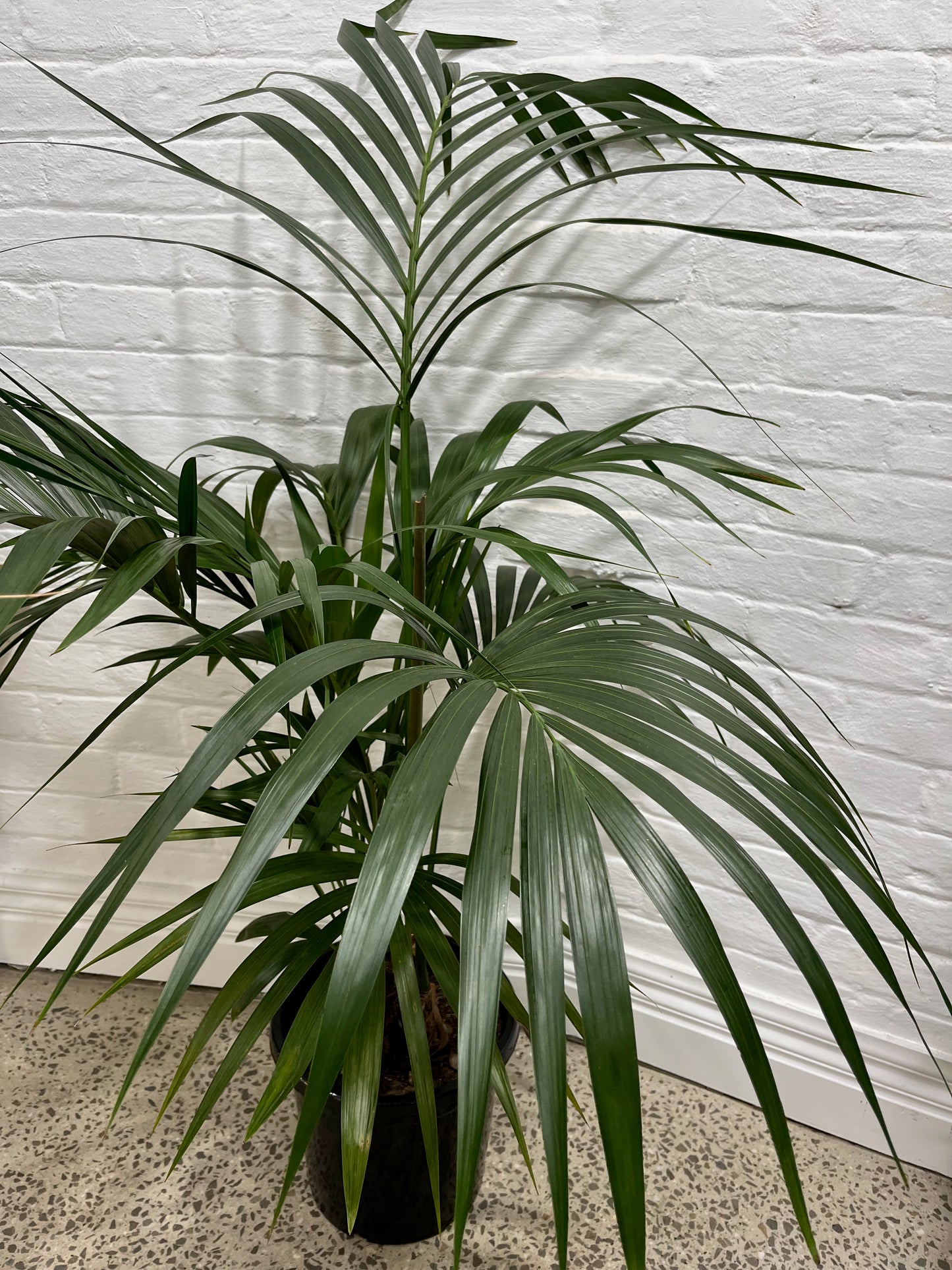 Assorted Kentia Palm