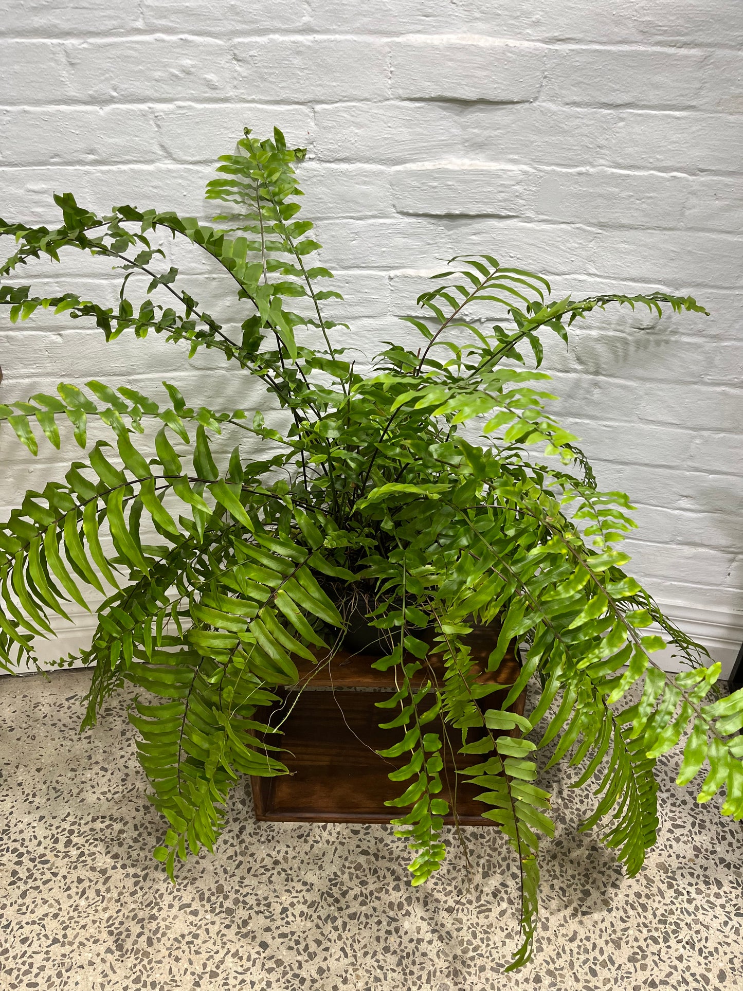 Nephrolepsis biserrata 'Macho Fern'