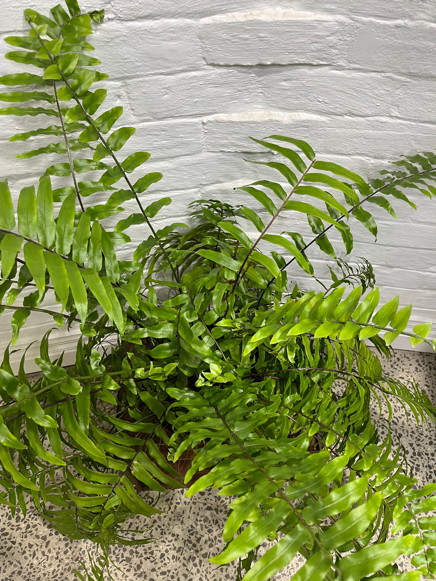 Nephrolepsis biserrata 'Macho Fern'