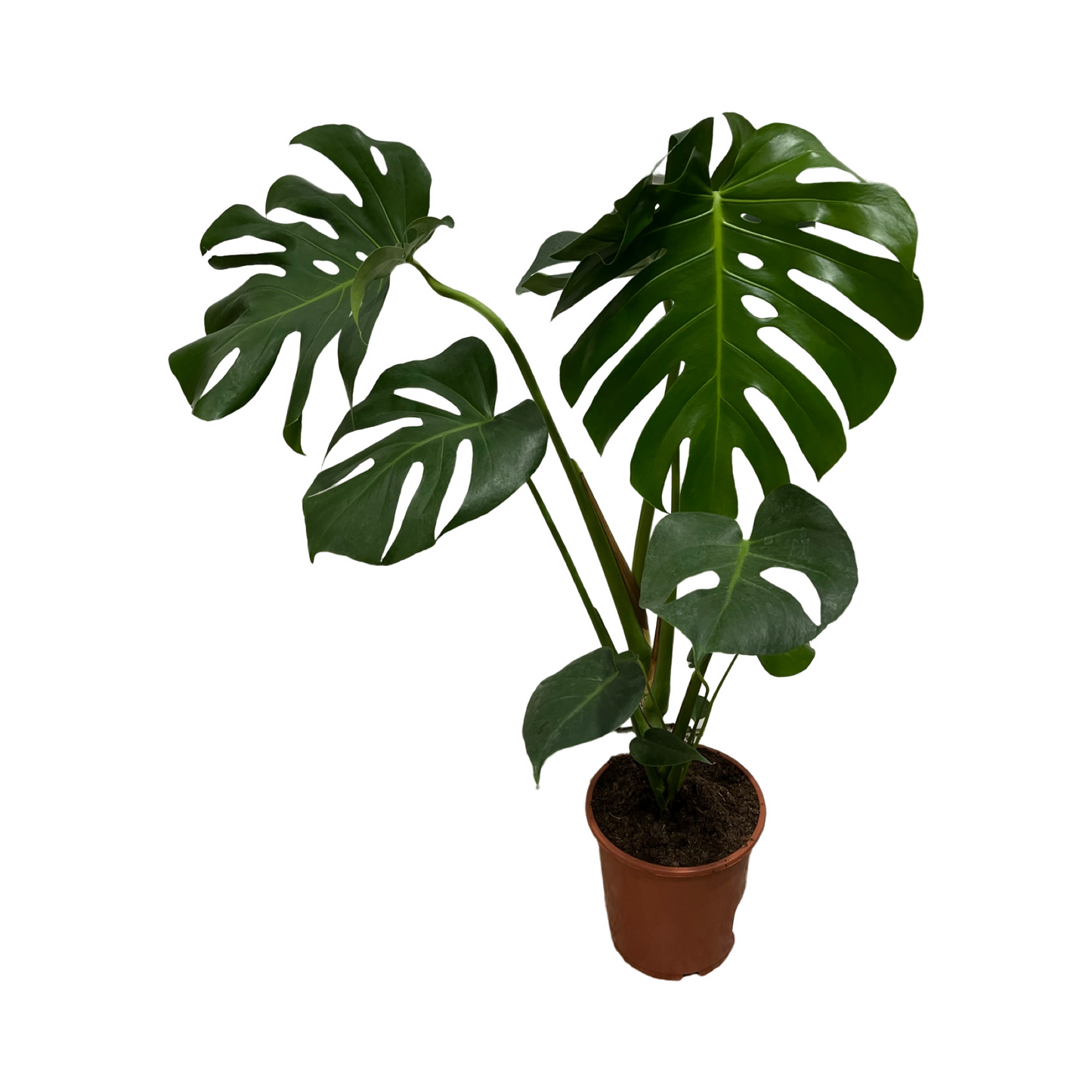 Monstera Deliciosa