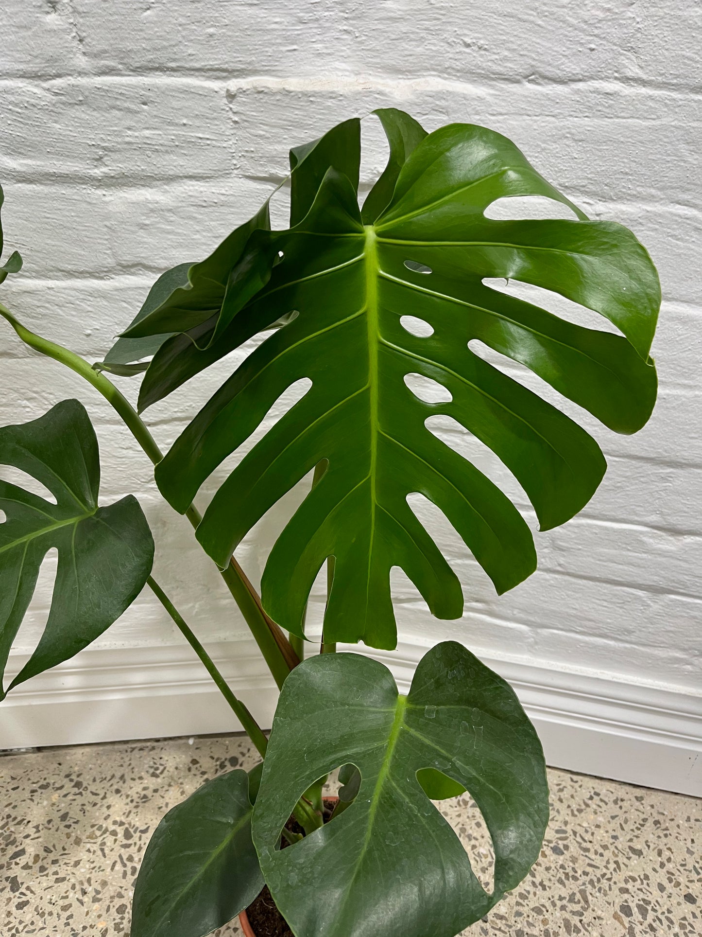 Assorted Monstera Deliciosa