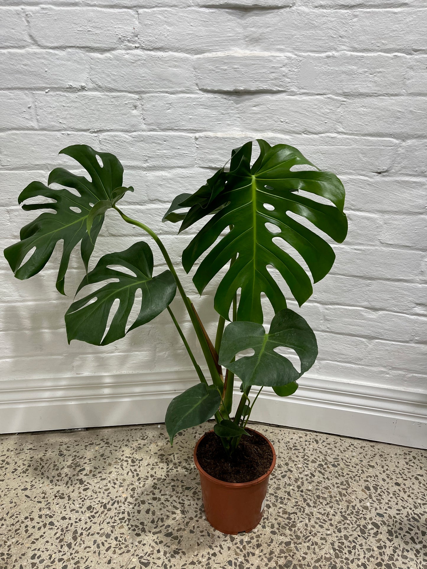 Assorted Monstera Deliciosa