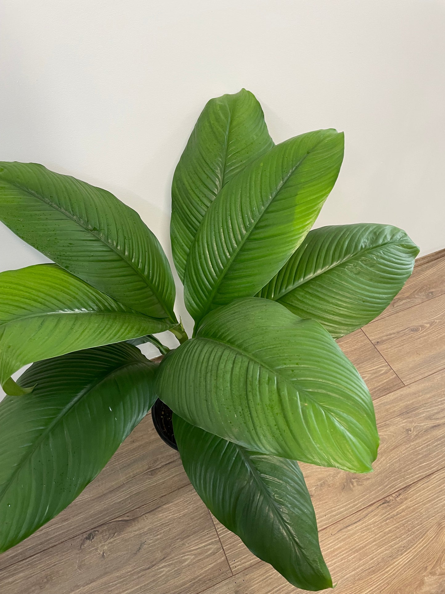 Assorted Spathiphyllum 'Peace Lily'
