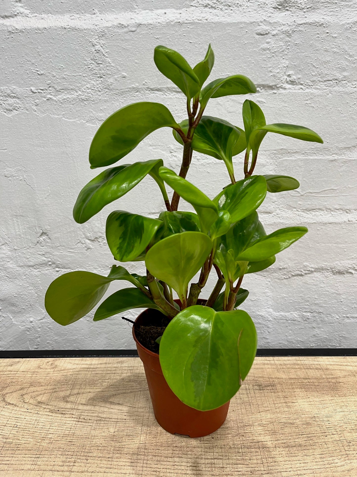Peperomia obtusifolia 'Lemon Lime' 120mm