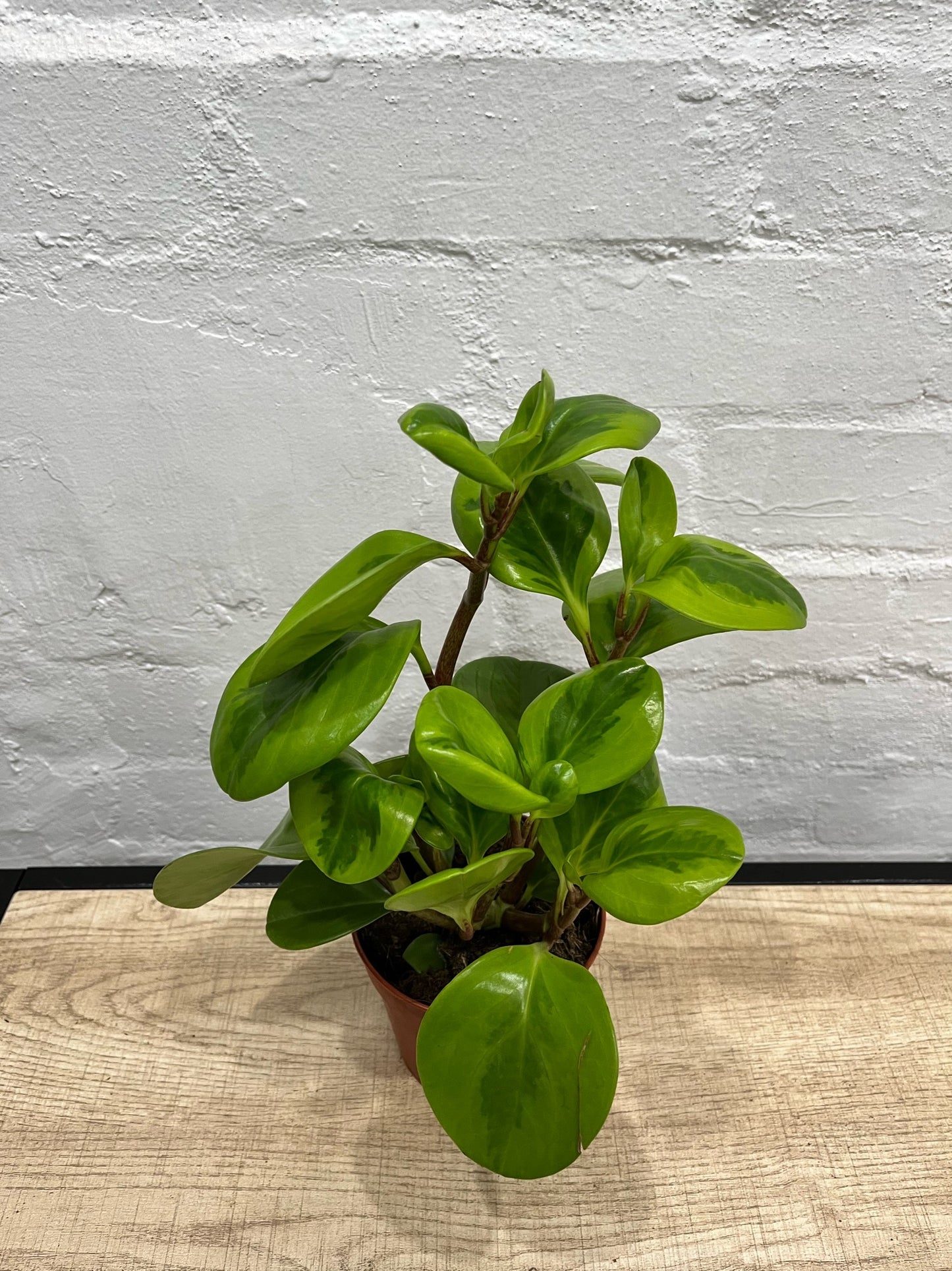 Peperomia obtusifolia 'Lemon Lime' 120mm