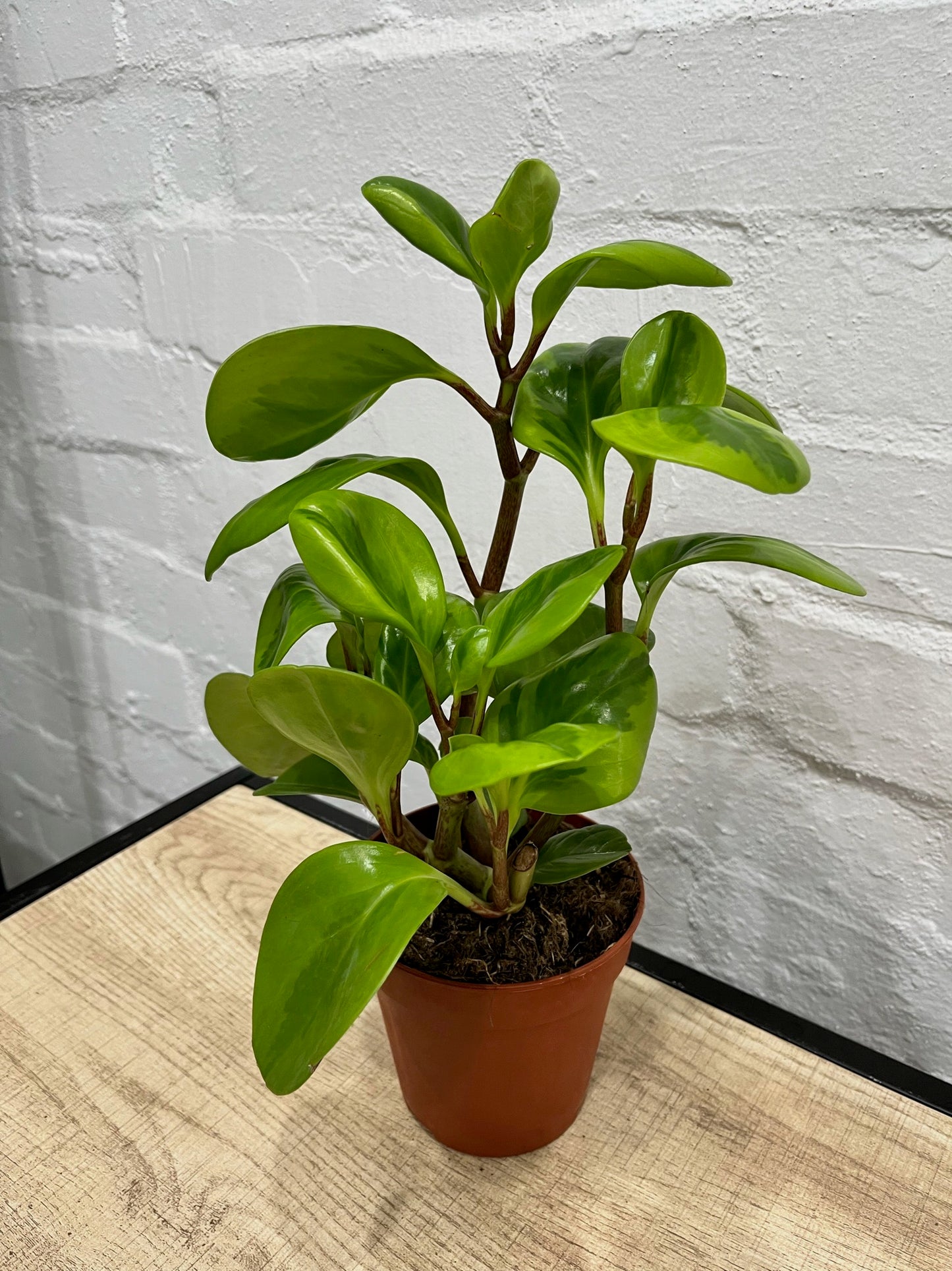 Peperomia obtusifolia 'Lemon Lime' 120mm
