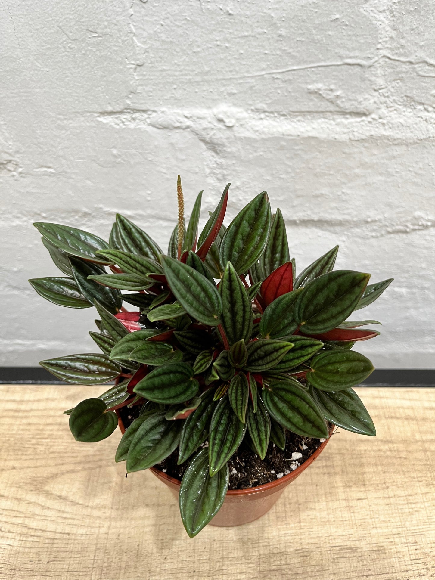 Peperomia caperata 'Rosso'