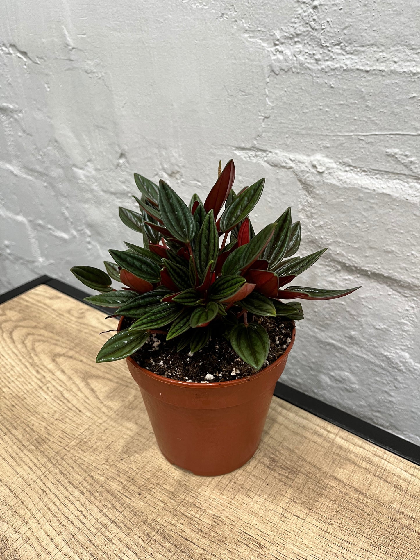 Peperomia caperata 'Rosso'