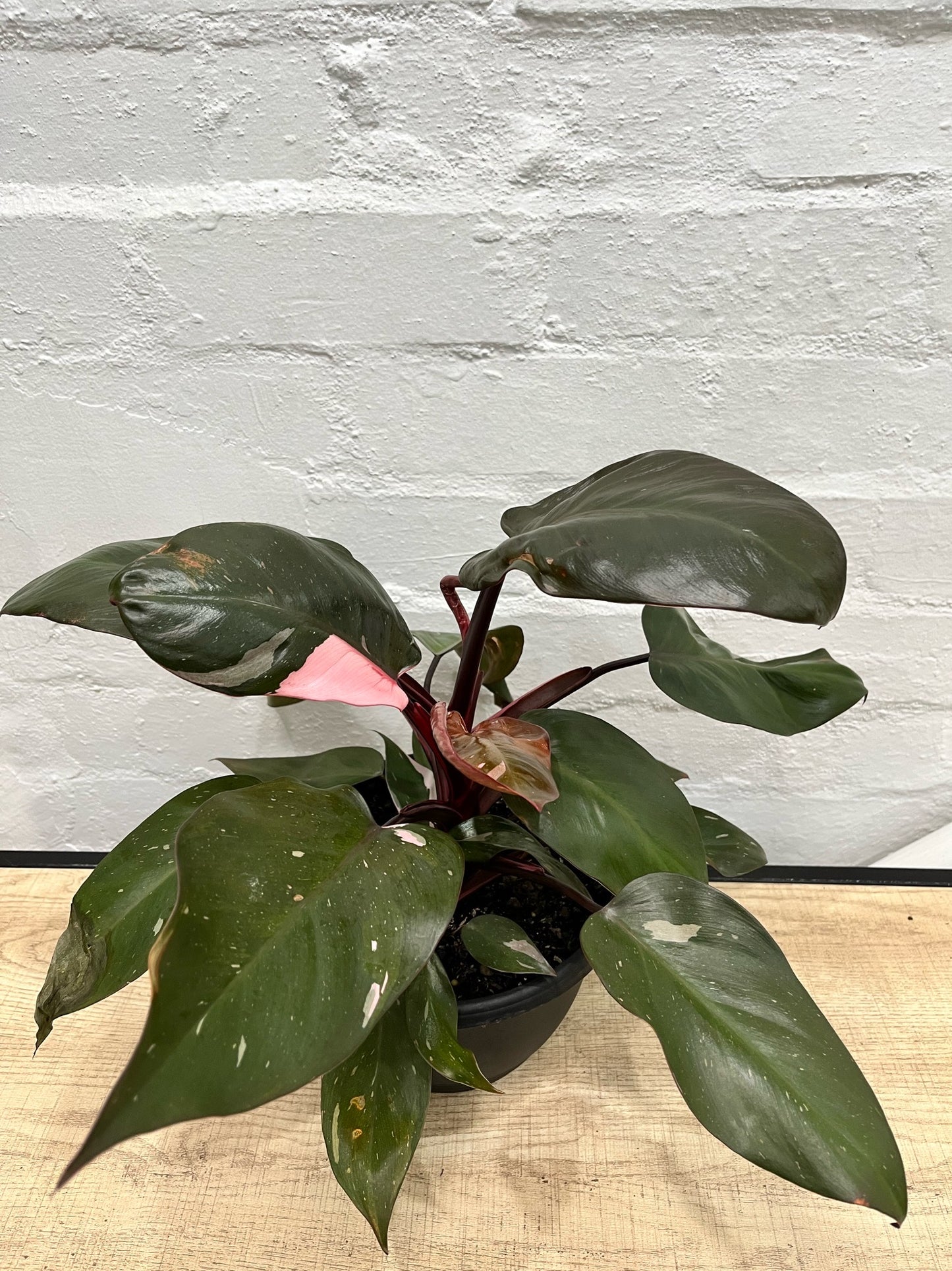 Philodendron sp. 'Pink Princess'