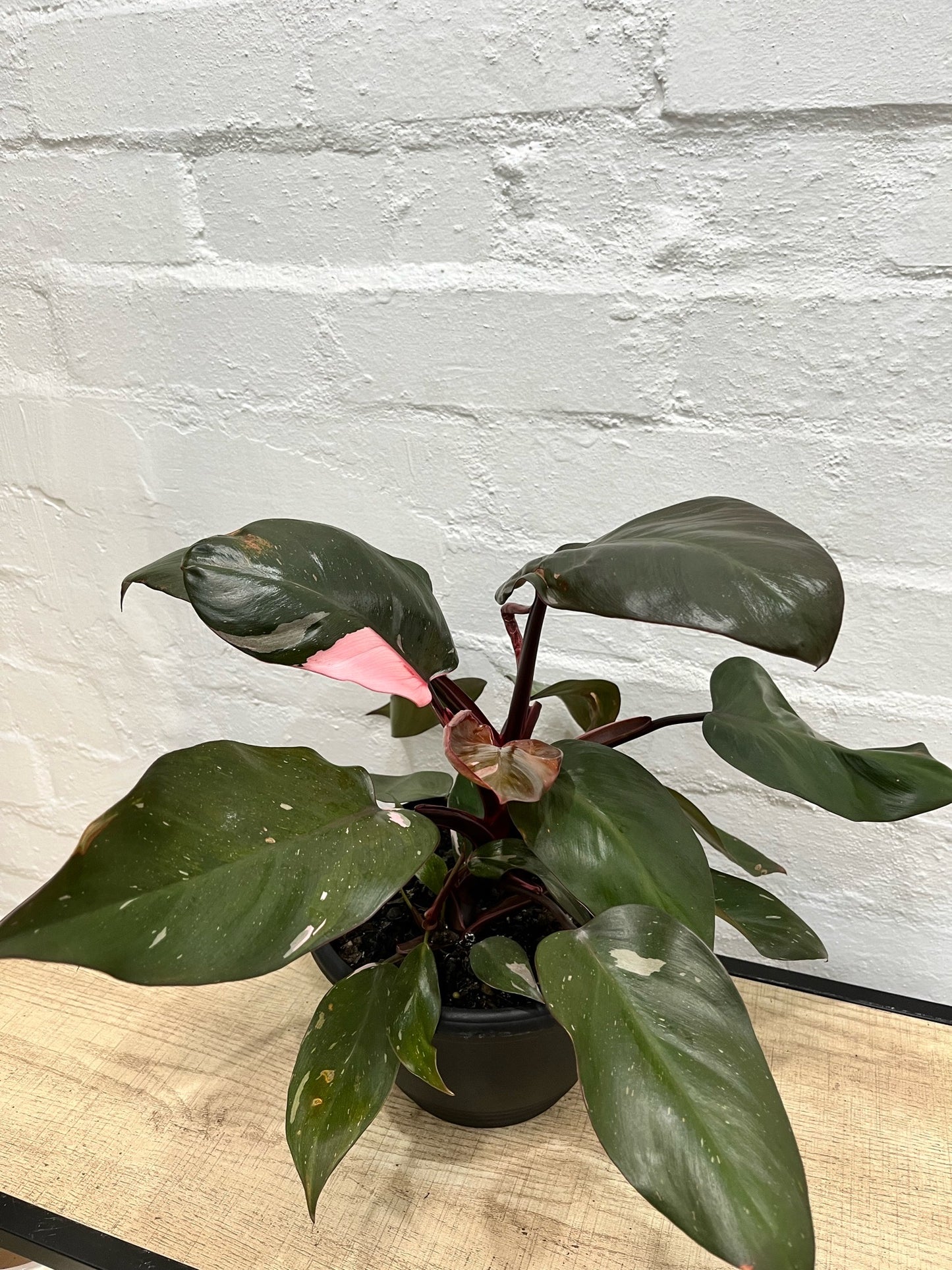 Philodendron sp. 'Pink Princess'