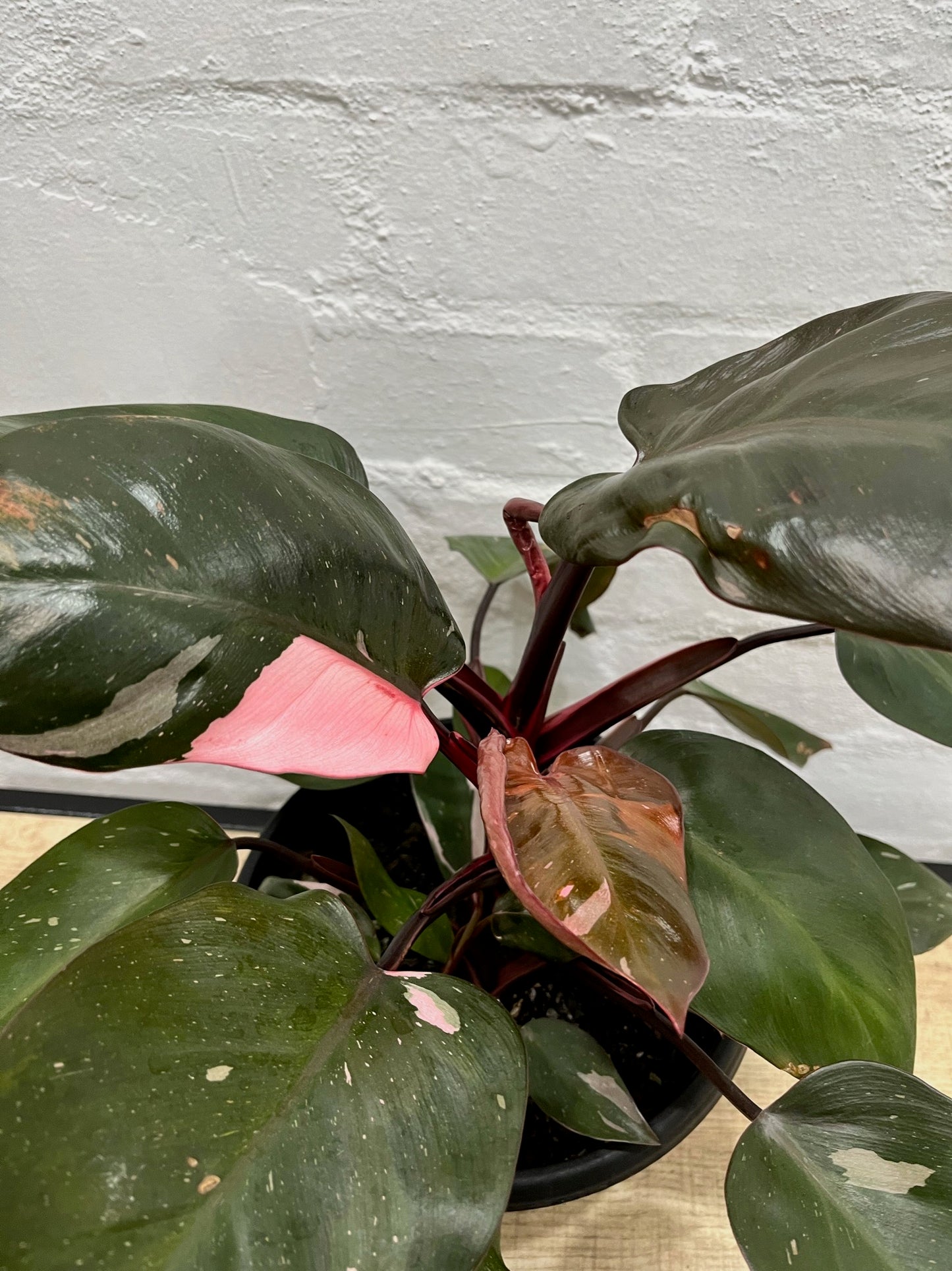 Philodendron sp. 'Pink Princess'
