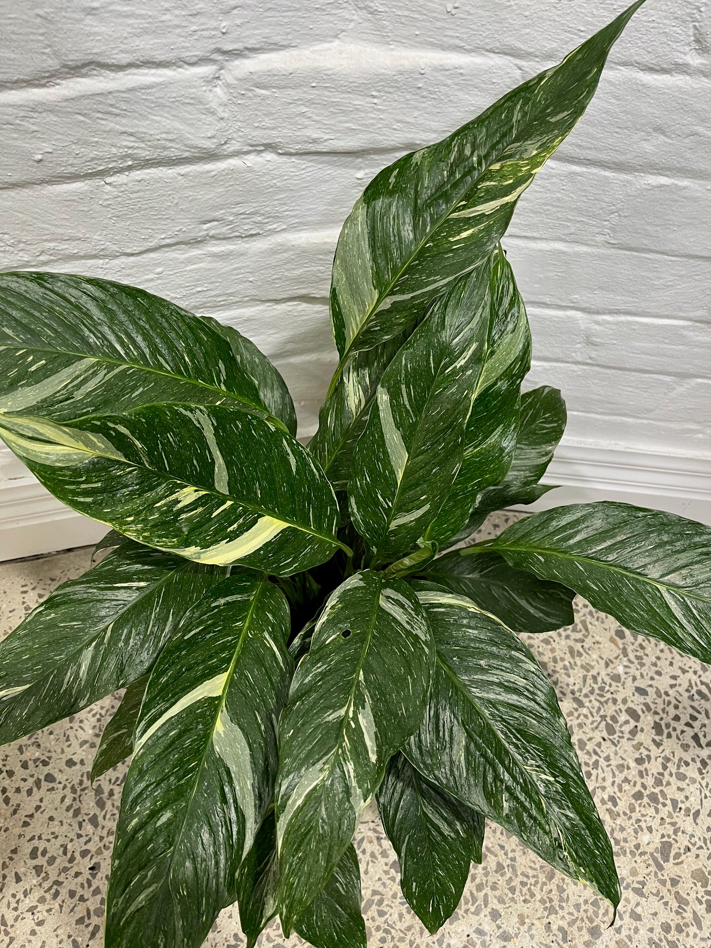 Spathiphyllum 'Domino' variegata 'Variegated Peace Lily'