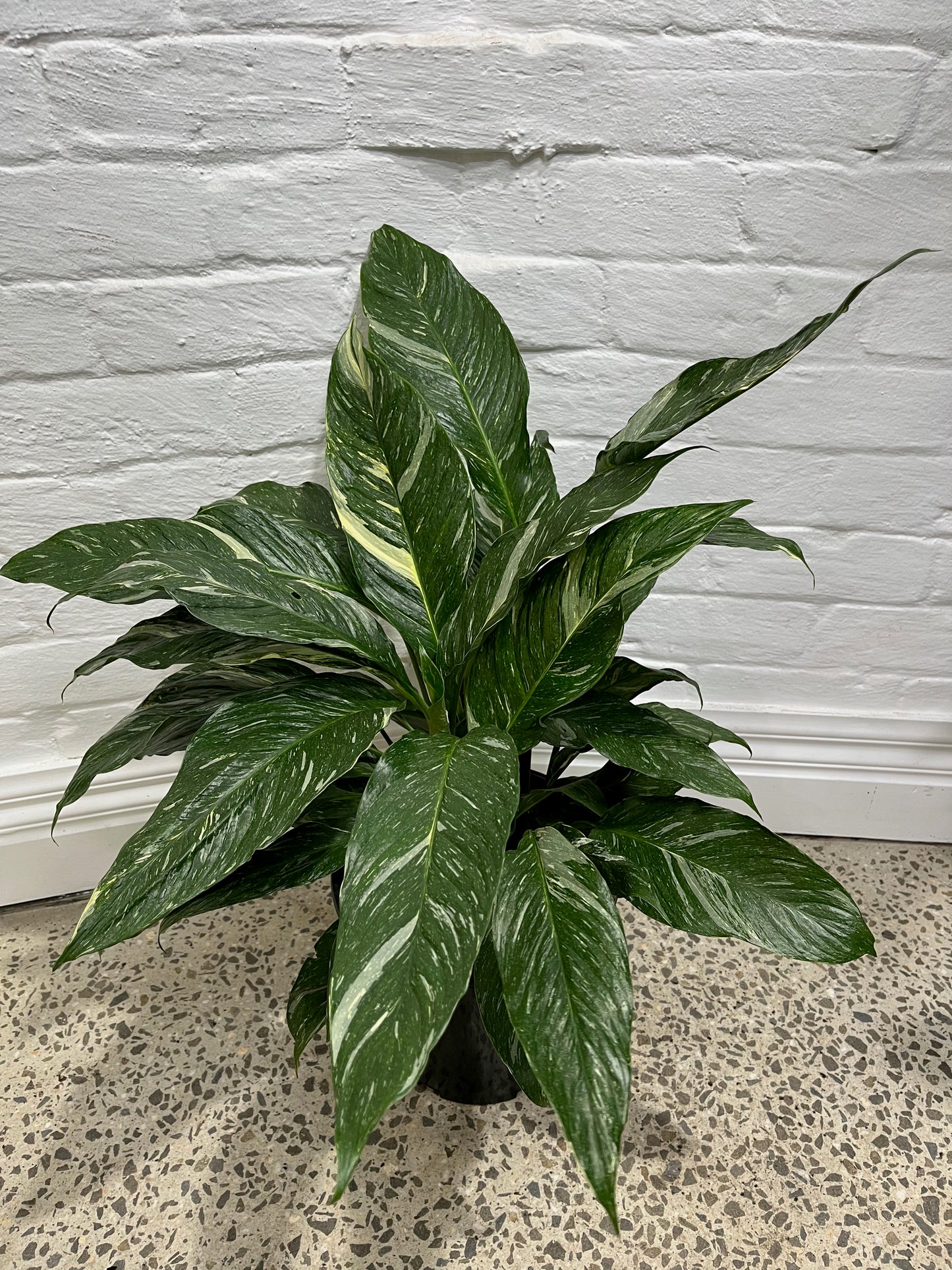 Spathiphyllum 'Domino' variegata 'Variegated Peace Lily'