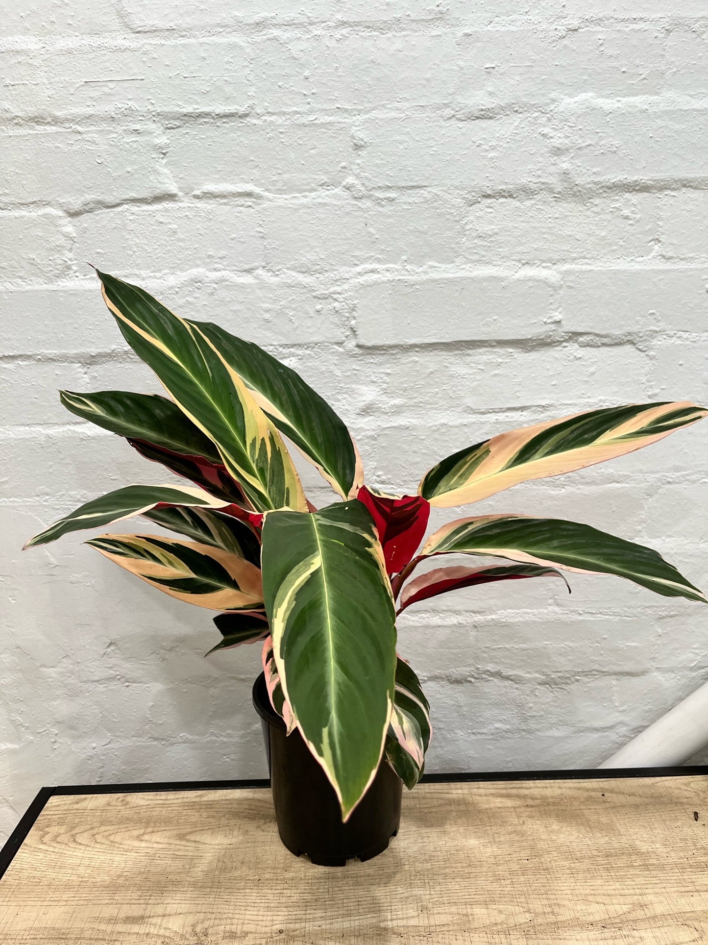 Stromanthe sanguinea 'Tricolour'