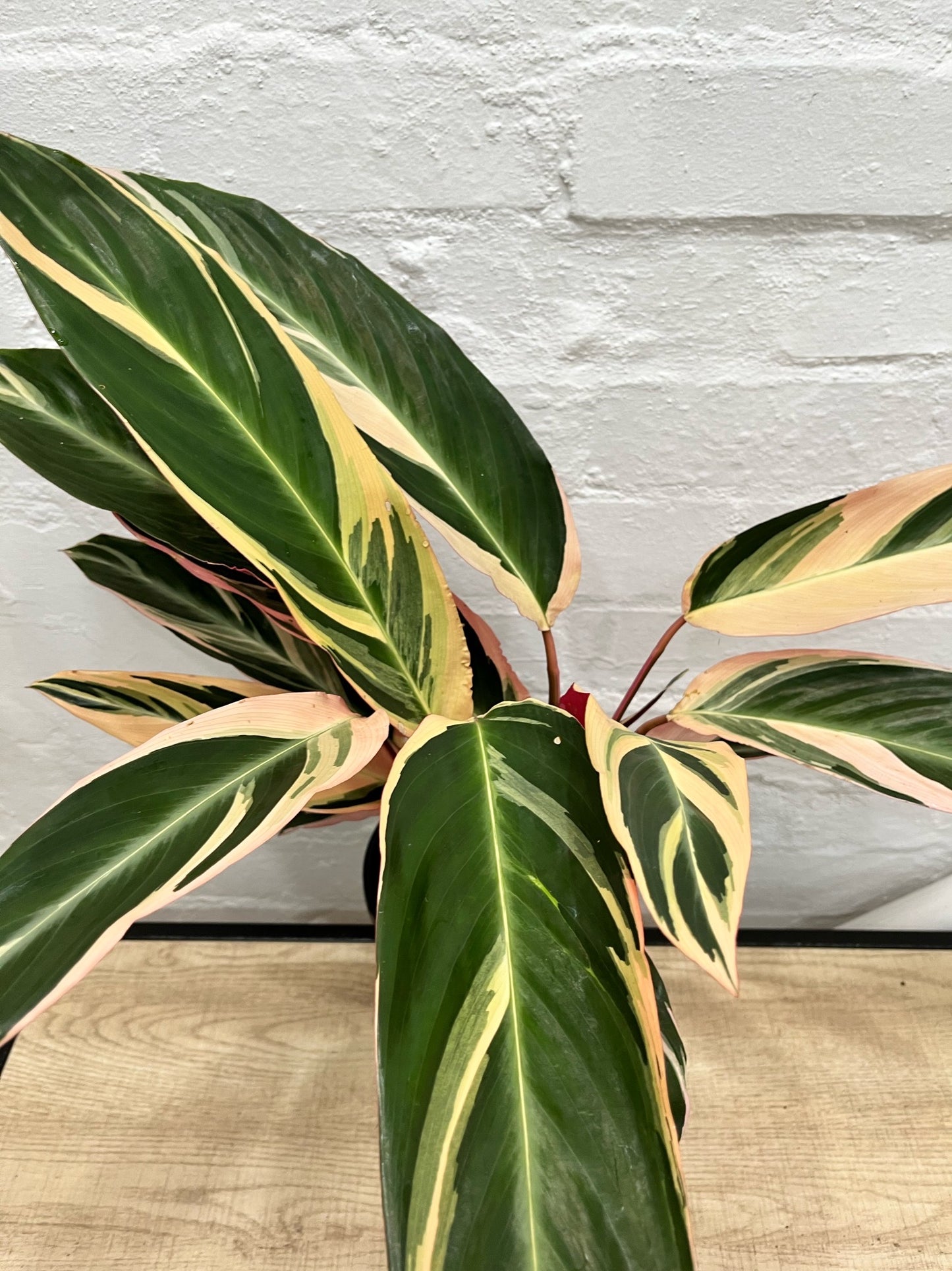 Stromanthe sanguinea 'Tricolour'