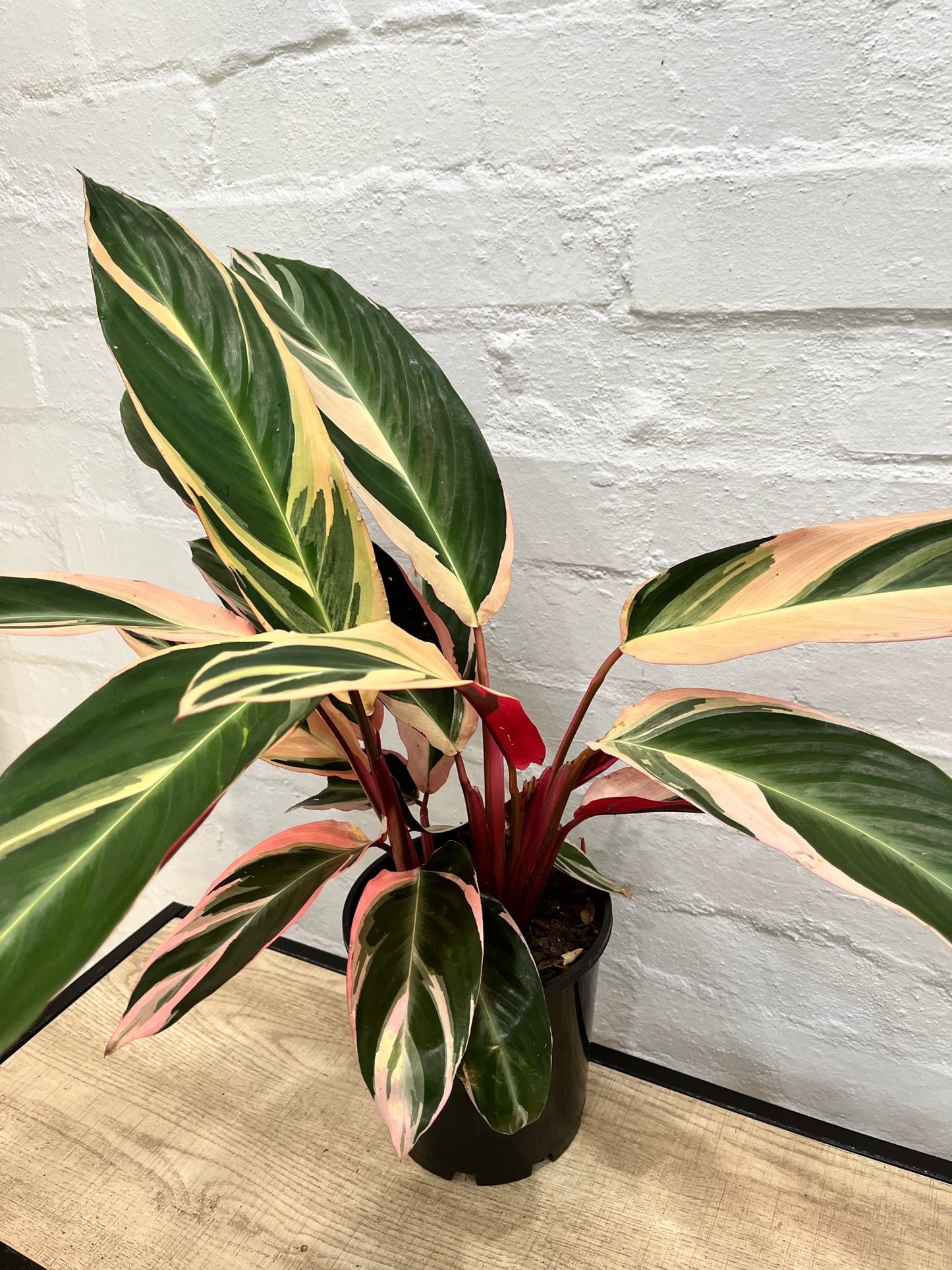 Stromanthe sanguinea 'Tricolour'