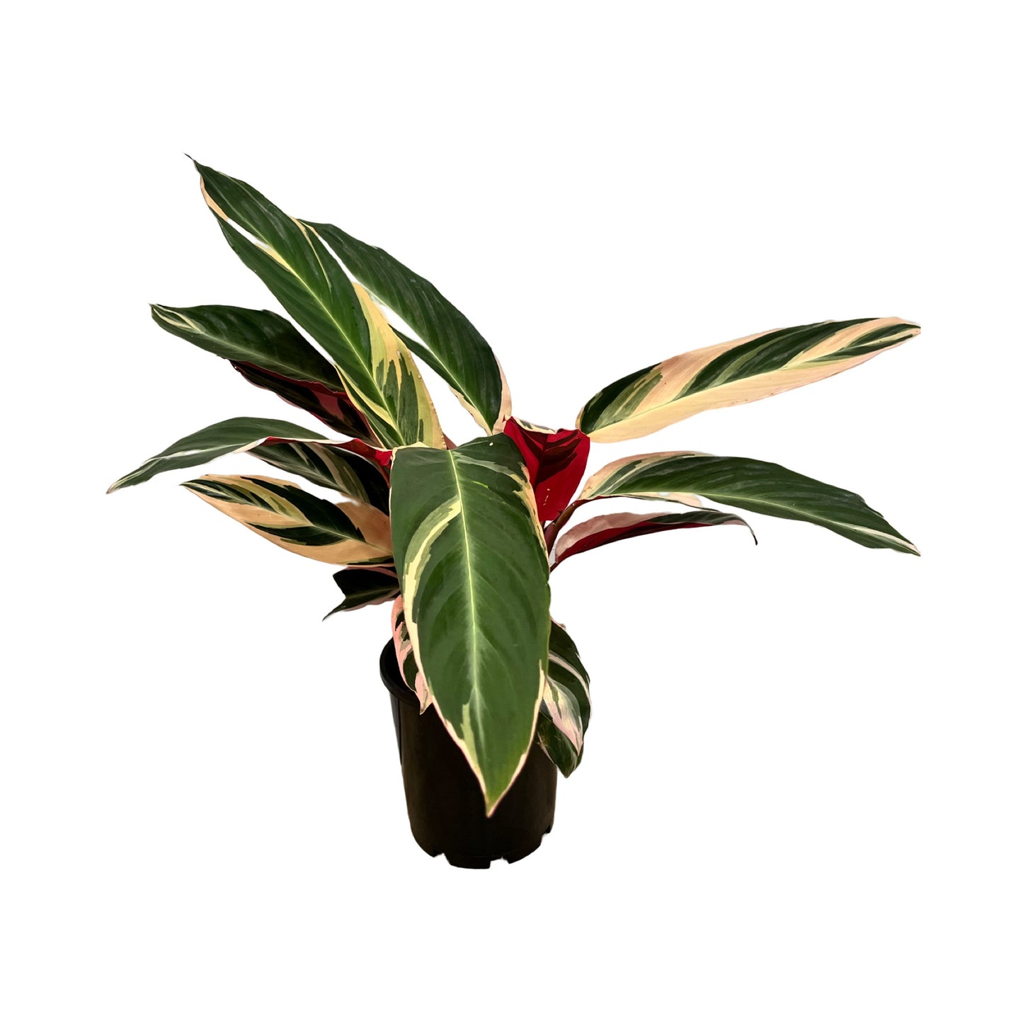 Stromanthe sanguinea 'Tricolour'