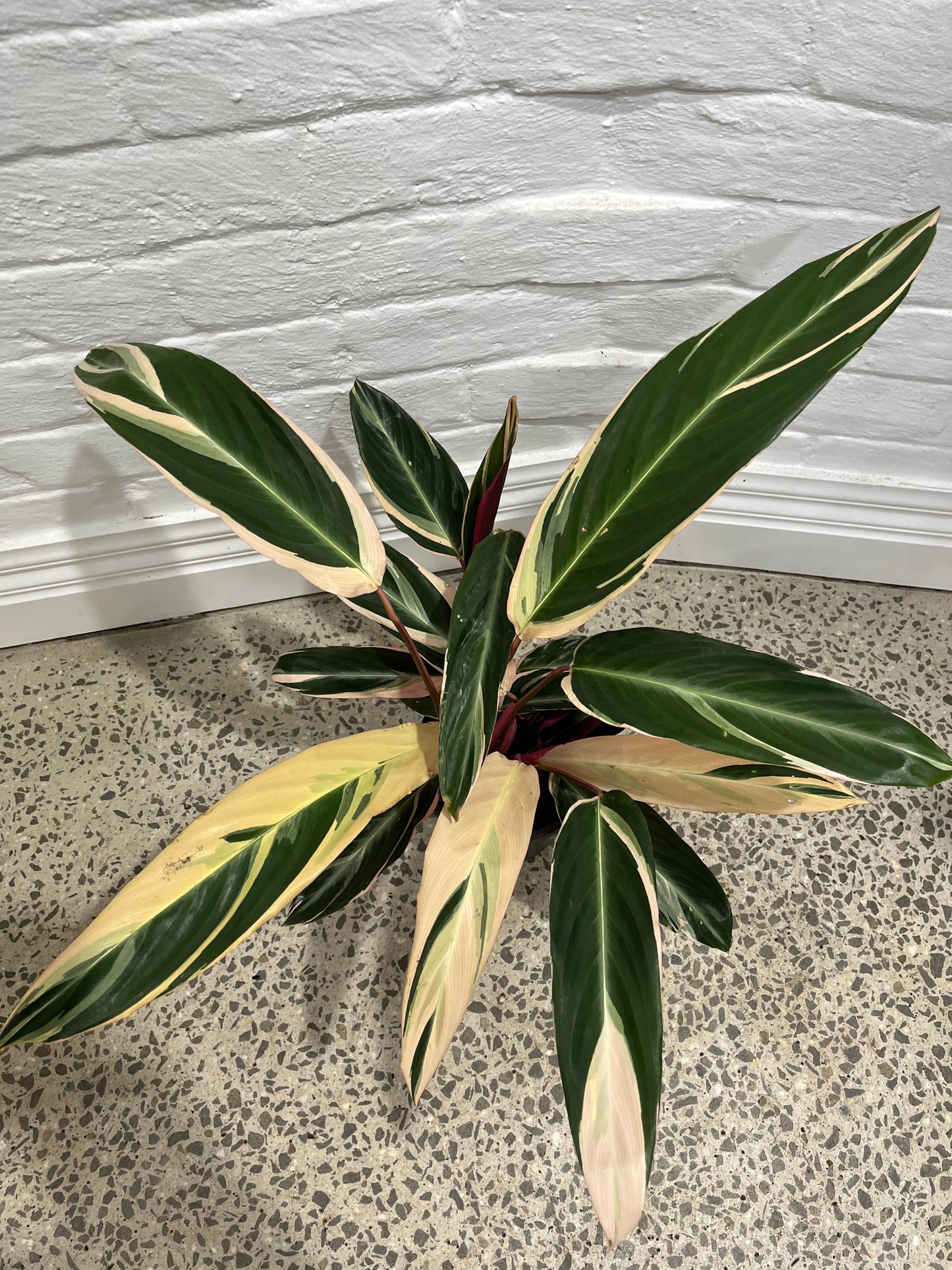 Stromanthe sanguinea 'Tricolour'