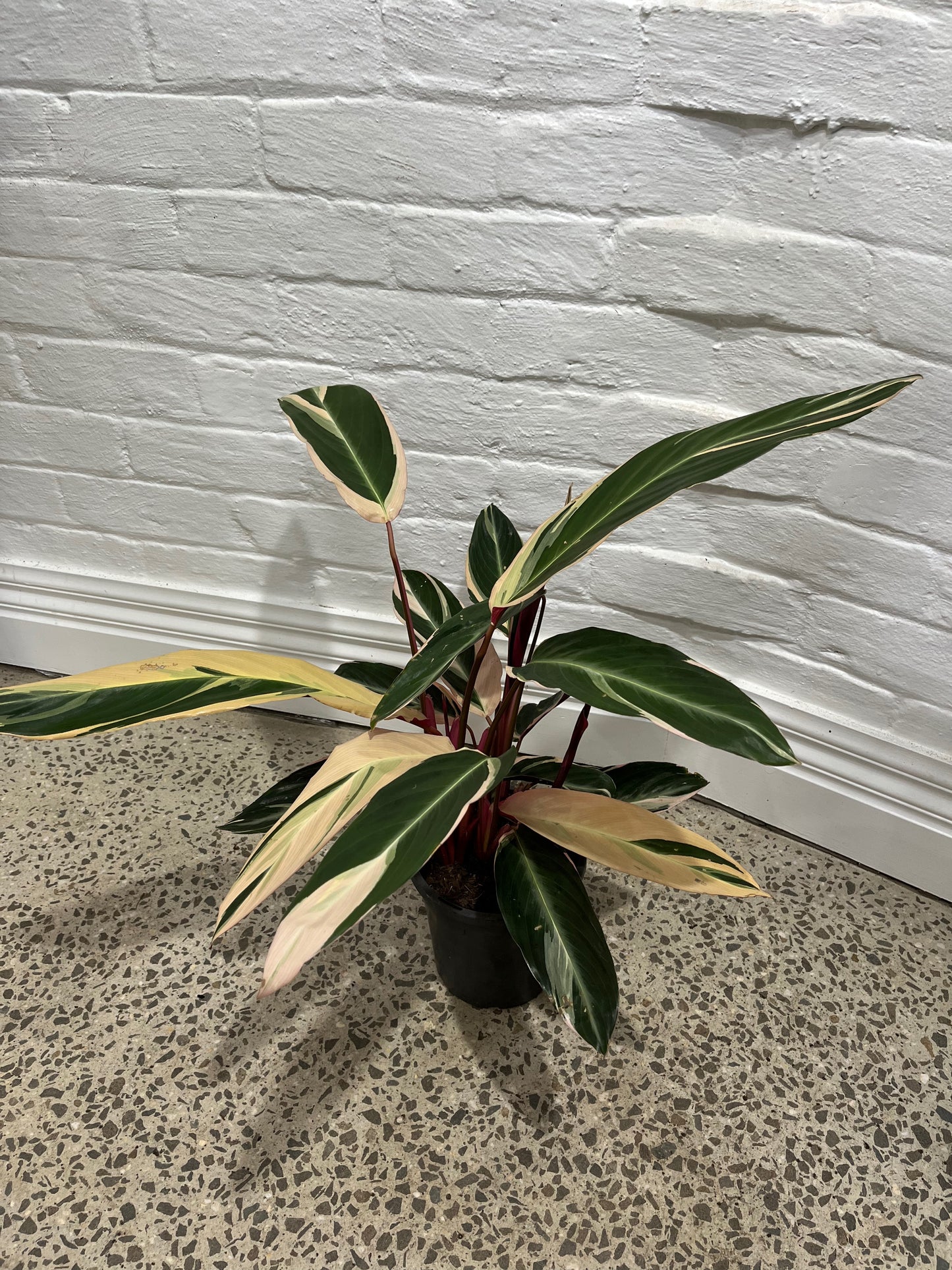 Stromanthe sanguinea 'Tricolour'