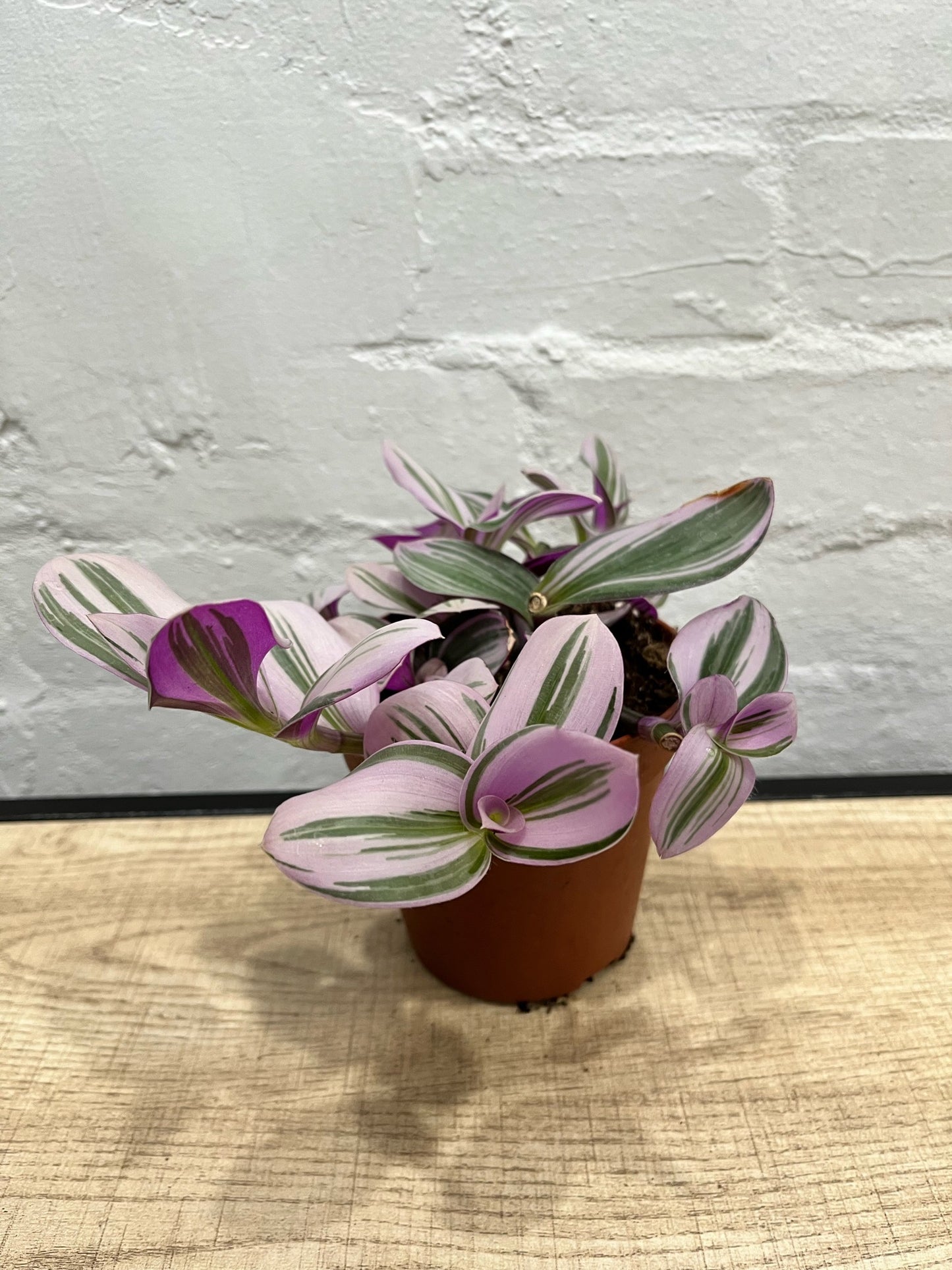 Tradescantia nanouk 'Spiderwort'