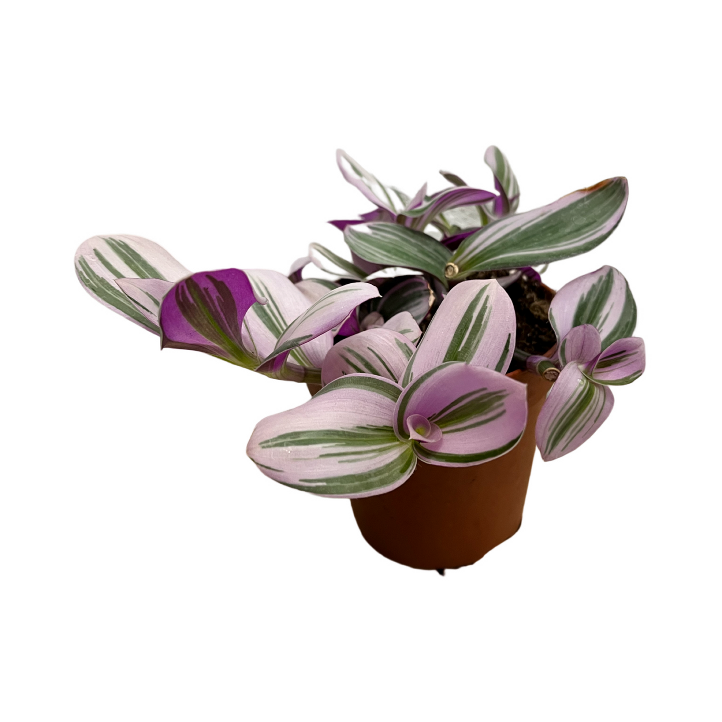 Tradescantia Nanouk